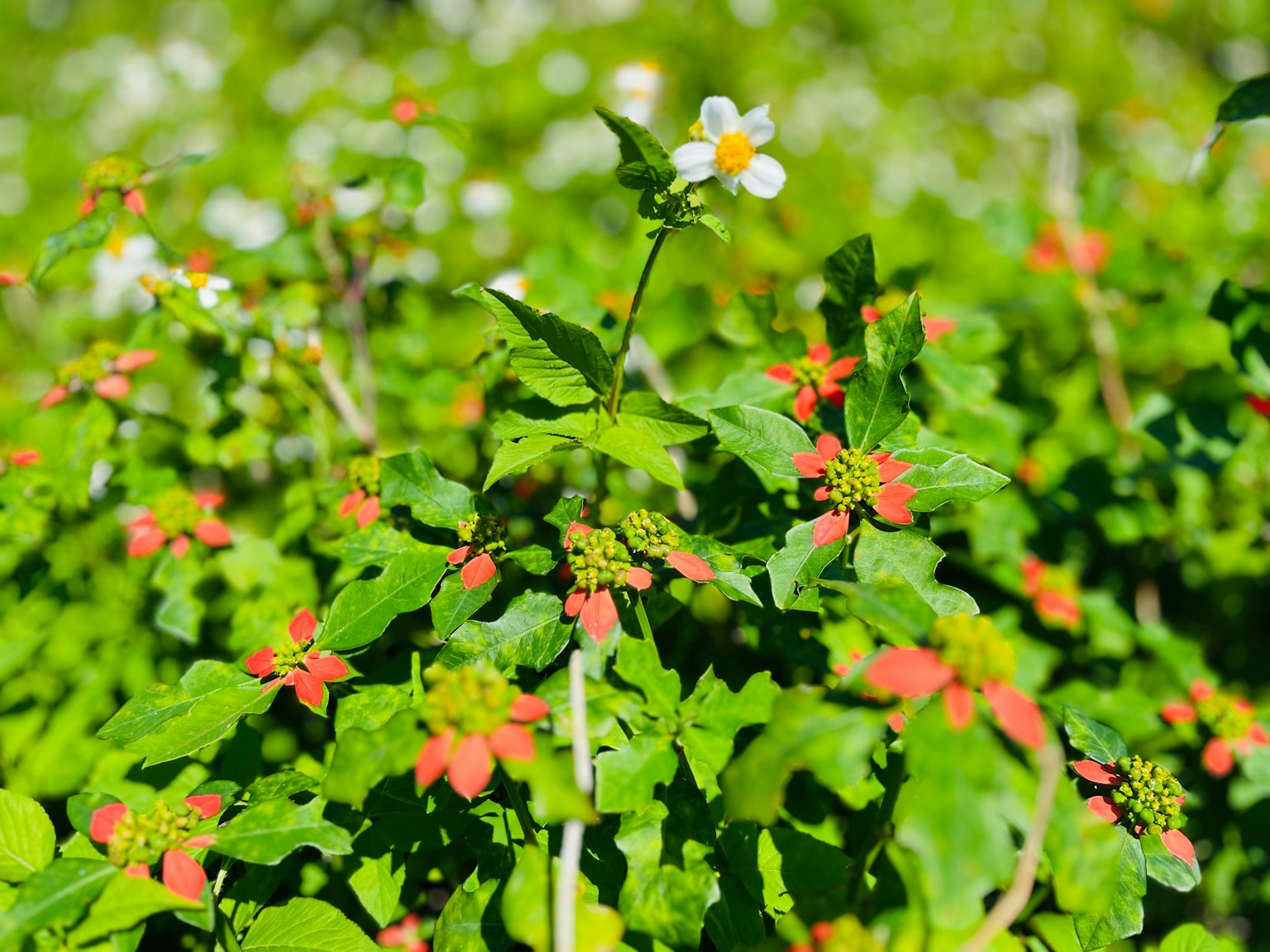 Un fitto gruppo di vegetazione con fiori rossi sparsi e un singolo fiore bianco in fiore