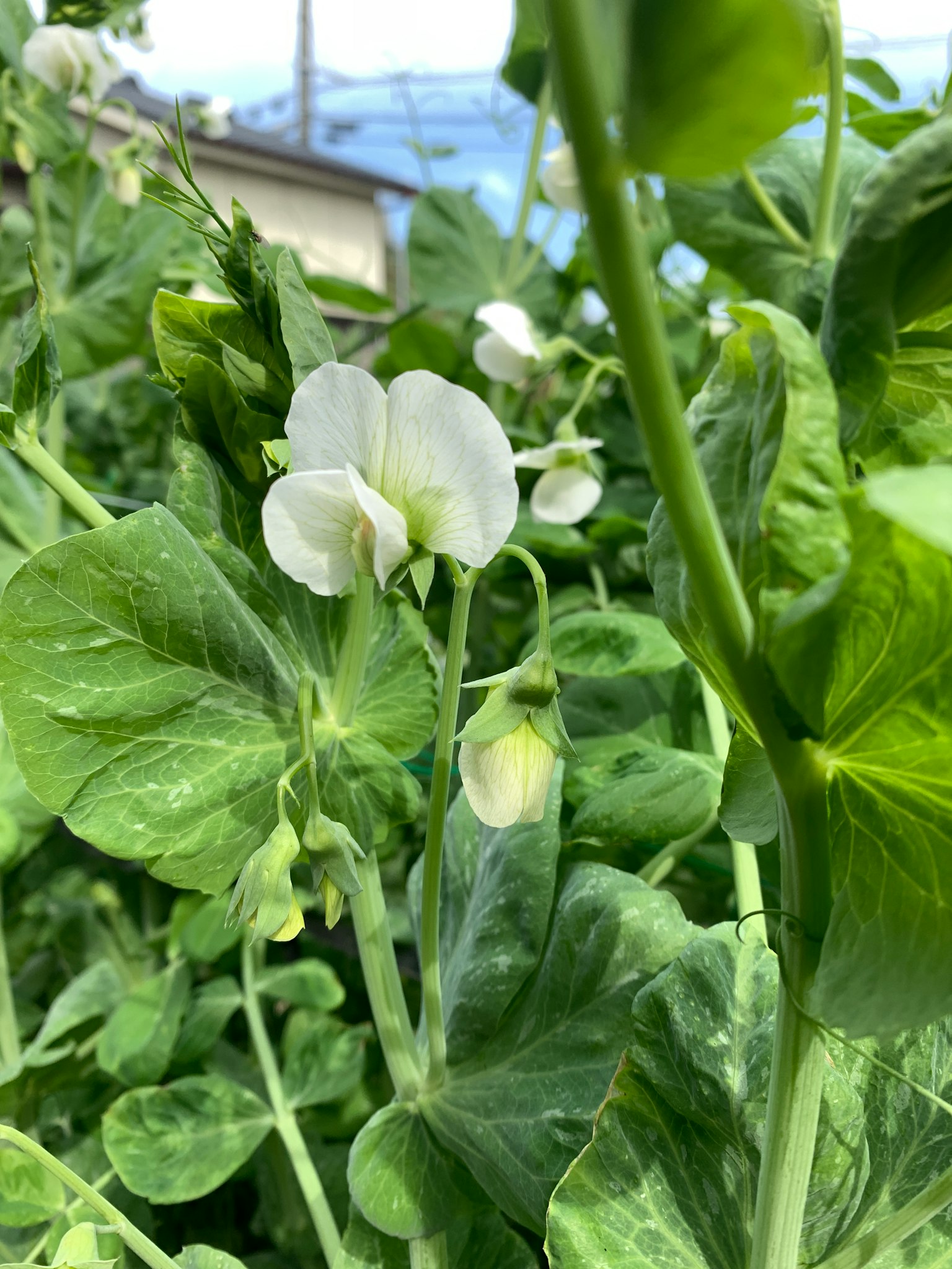 Nahaufnahme einer Erbse mit weißen Blüten