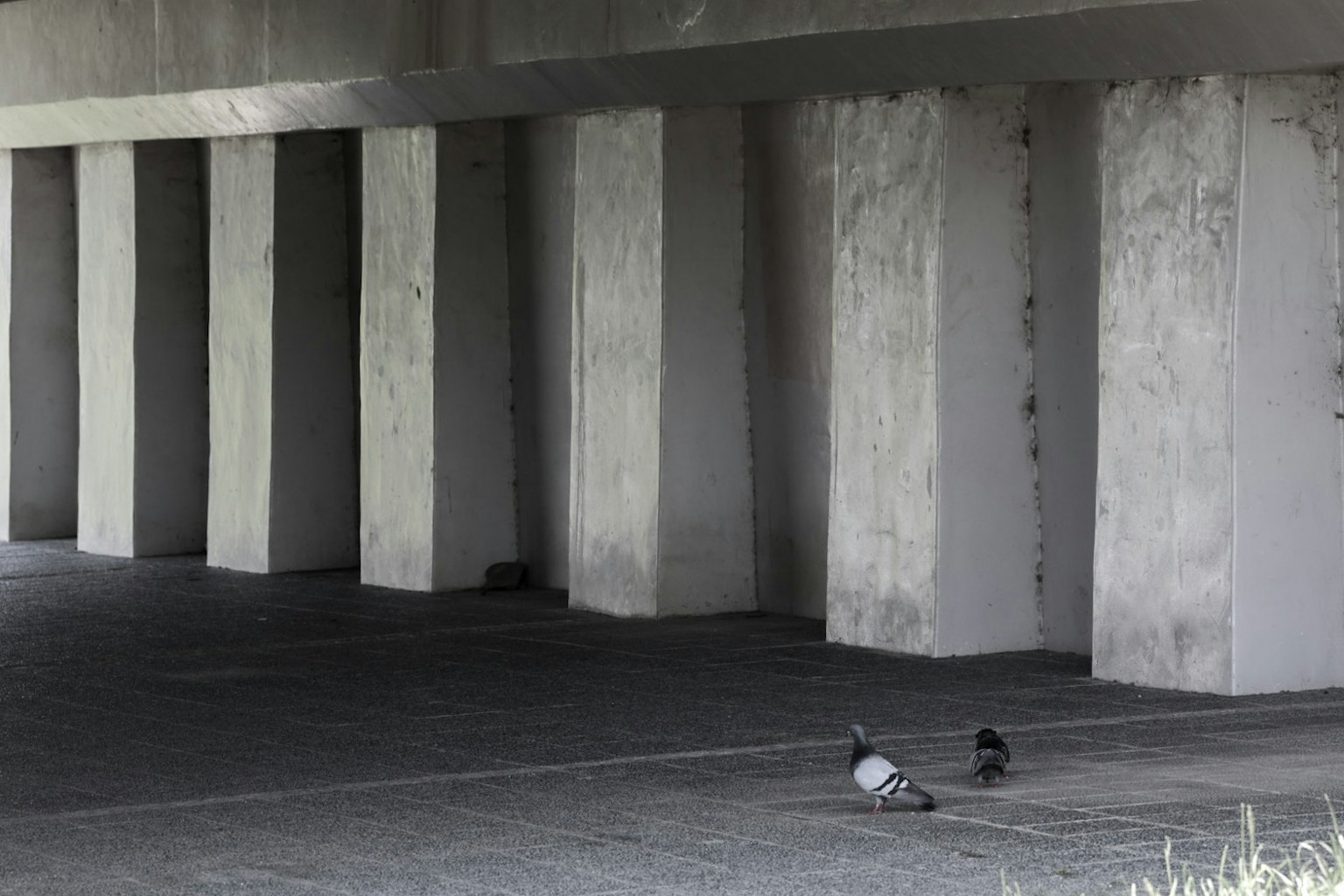 コンクリートの柱の下にいる二羽の鳩