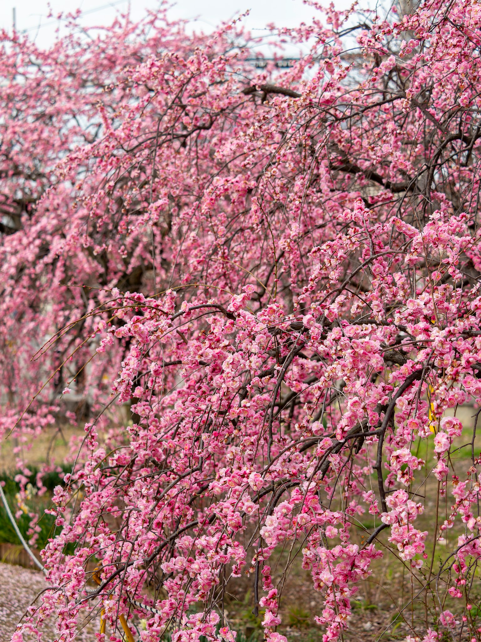 A cherry blossom tree covered in delicate pink flowers