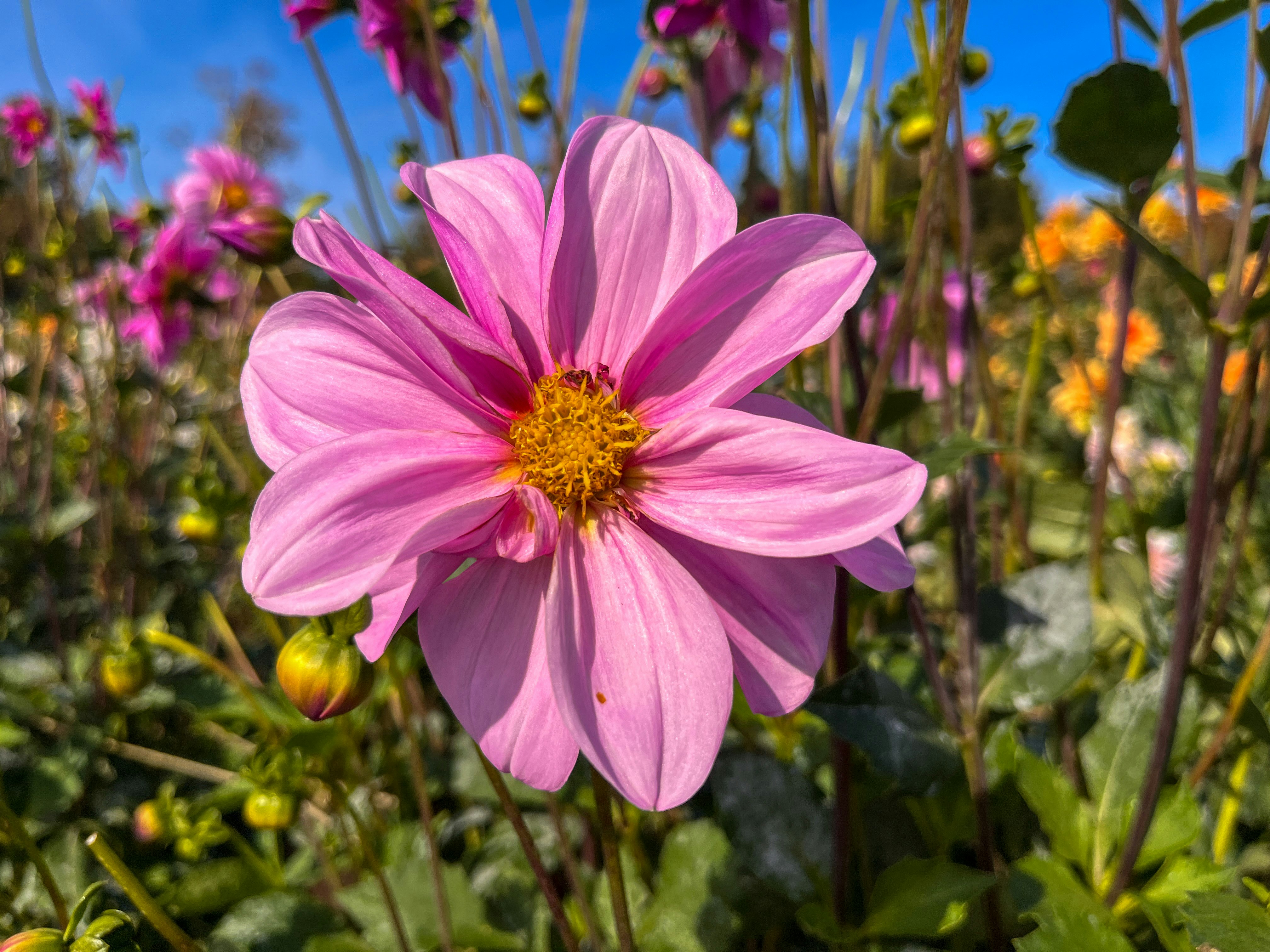 粉色格桑花在花園中盛開