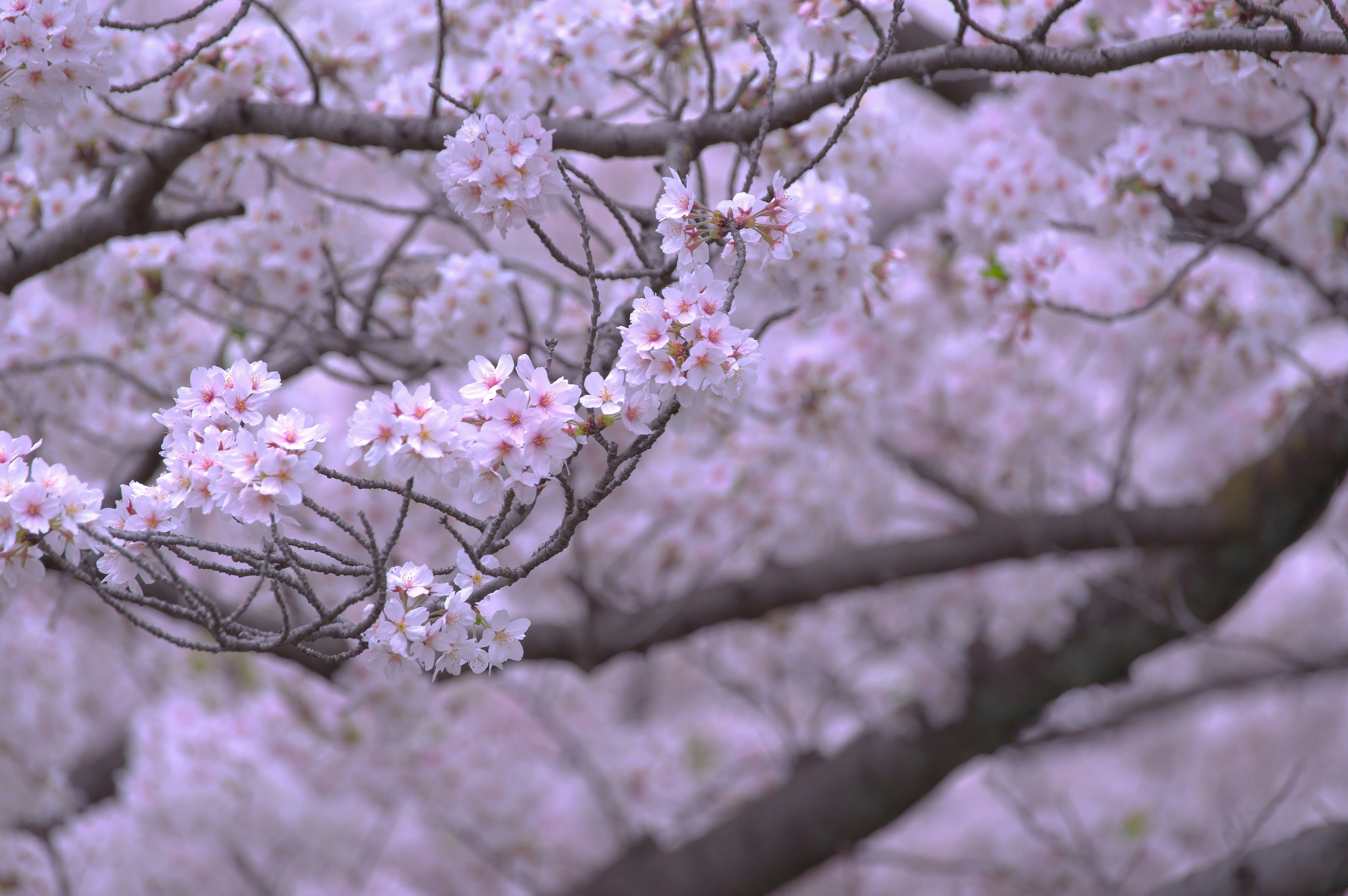 桜の花が咲く枝のクローズアップ