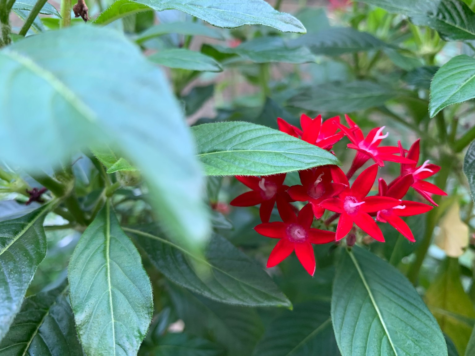 生機勃勃的紅色星形花朵與綠色葉子相間