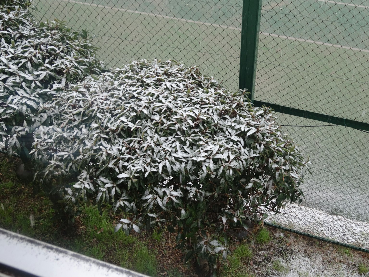 Busch mit Schnee bedeckt und Tennisplatz im Hintergrund