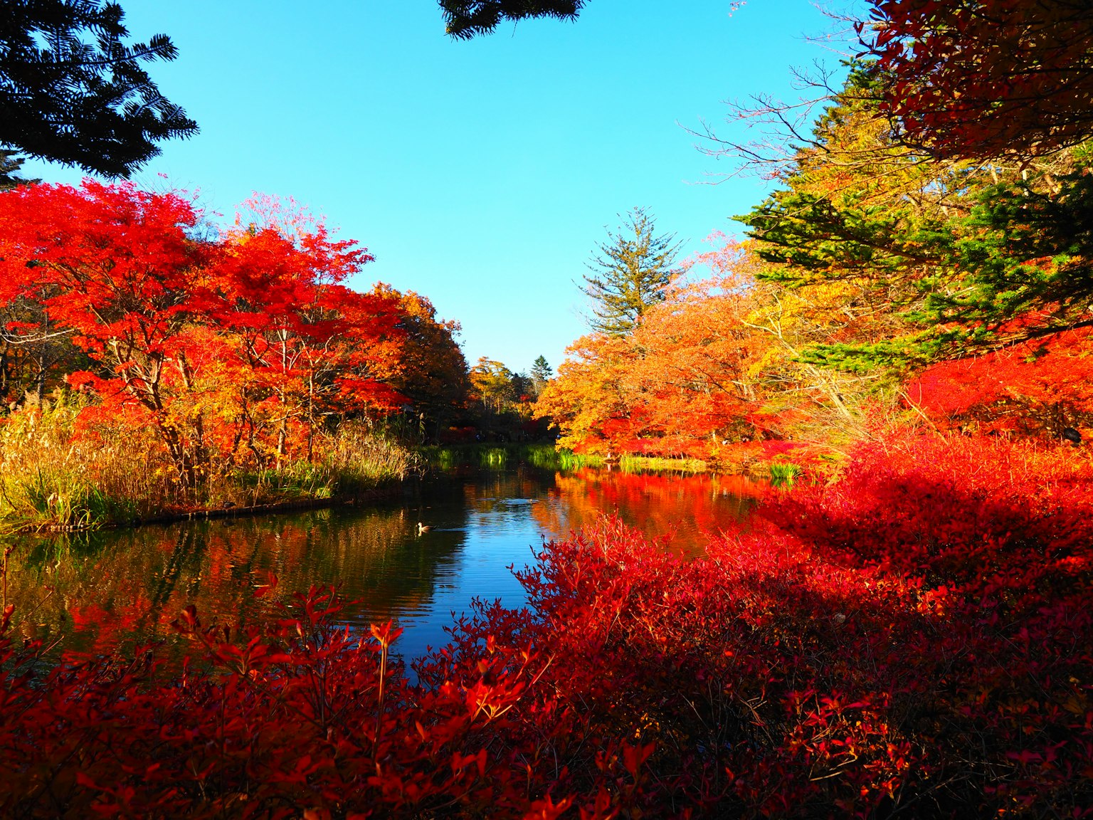 Vista escénica de un estanque rodeado de vibrante follaje de otoño