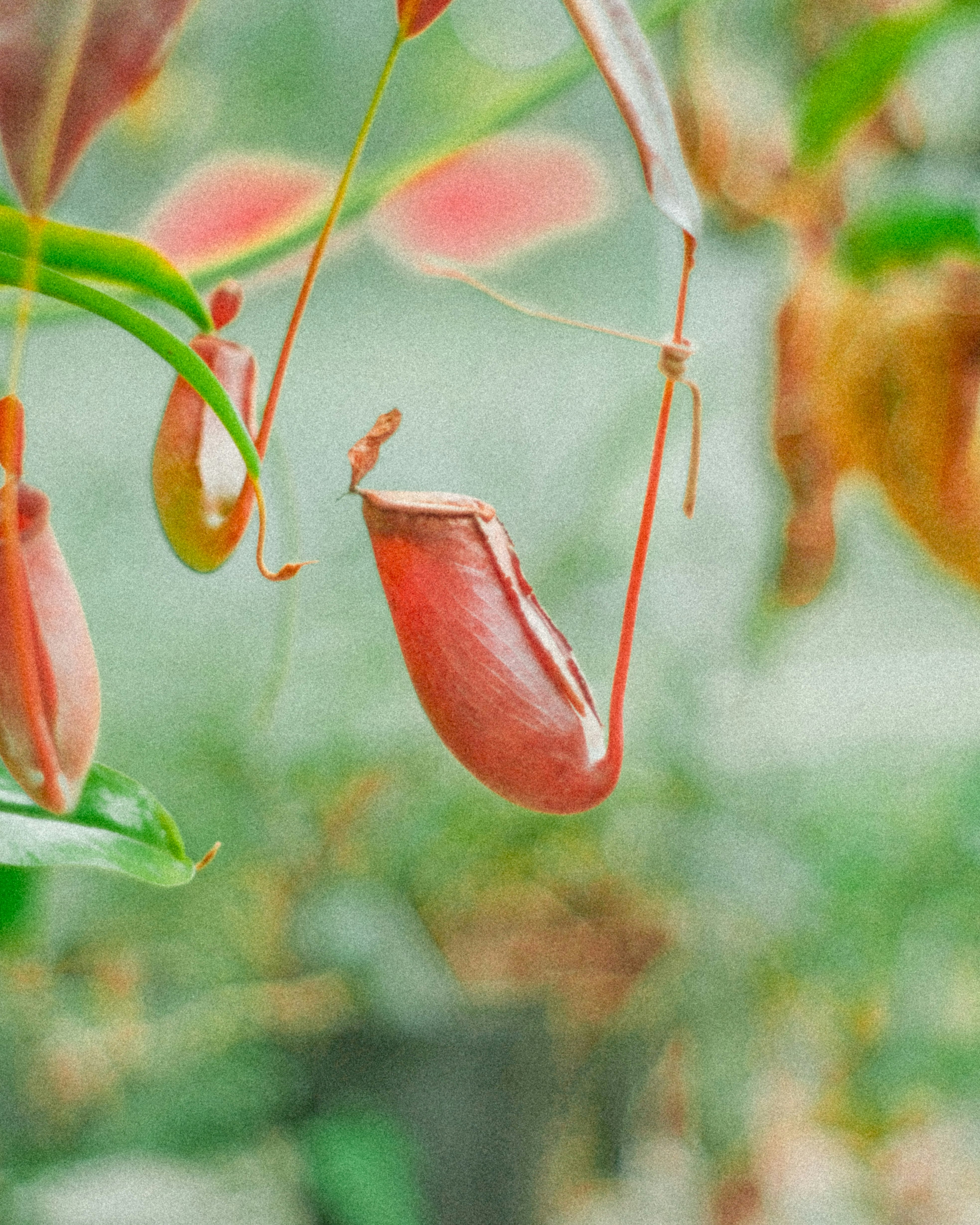 花の蜜を集めるように垂れ下がる赤い花のつぼみと葉のクローズアップ
