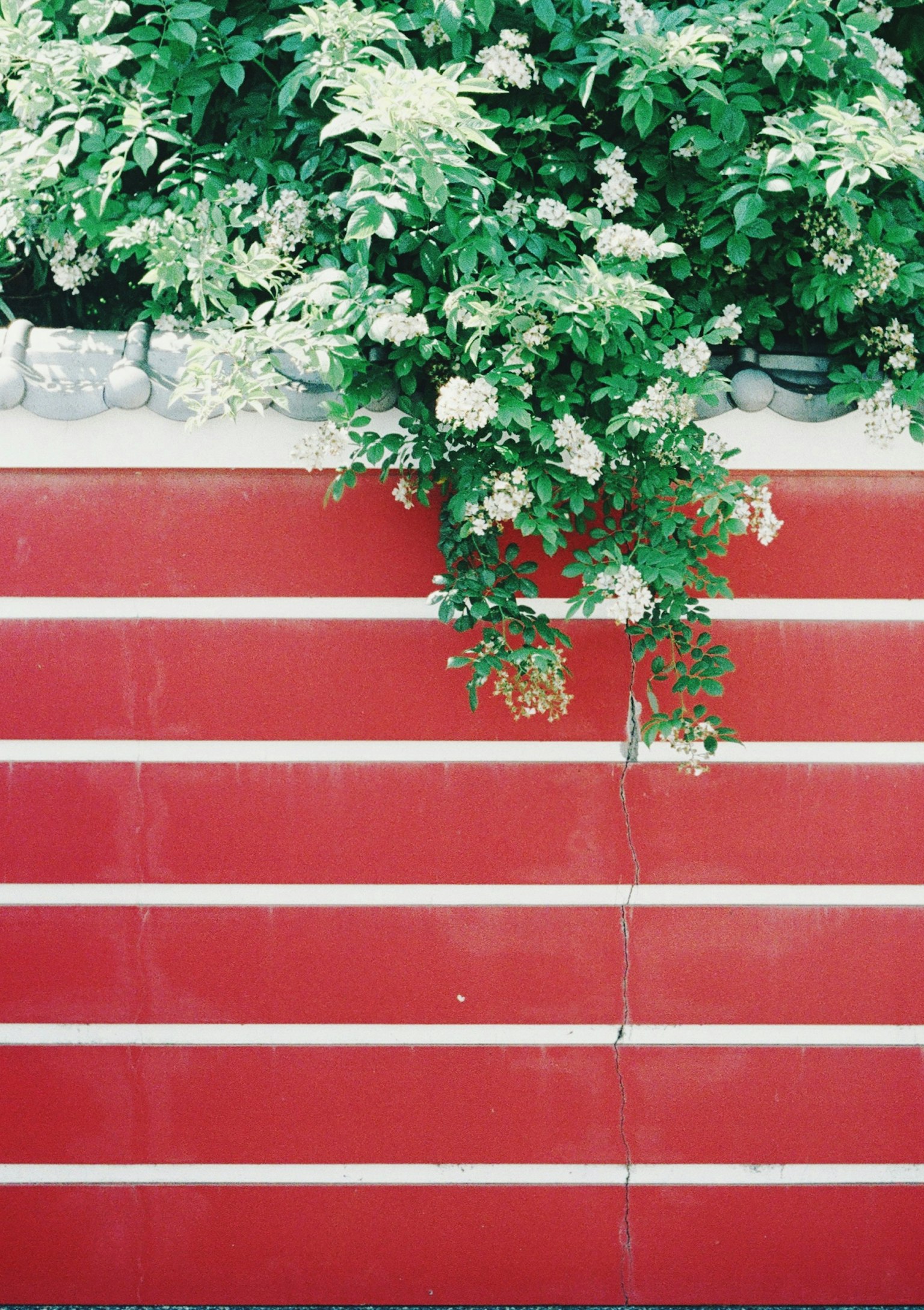 A vibrant red wall with green foliage cascading down
