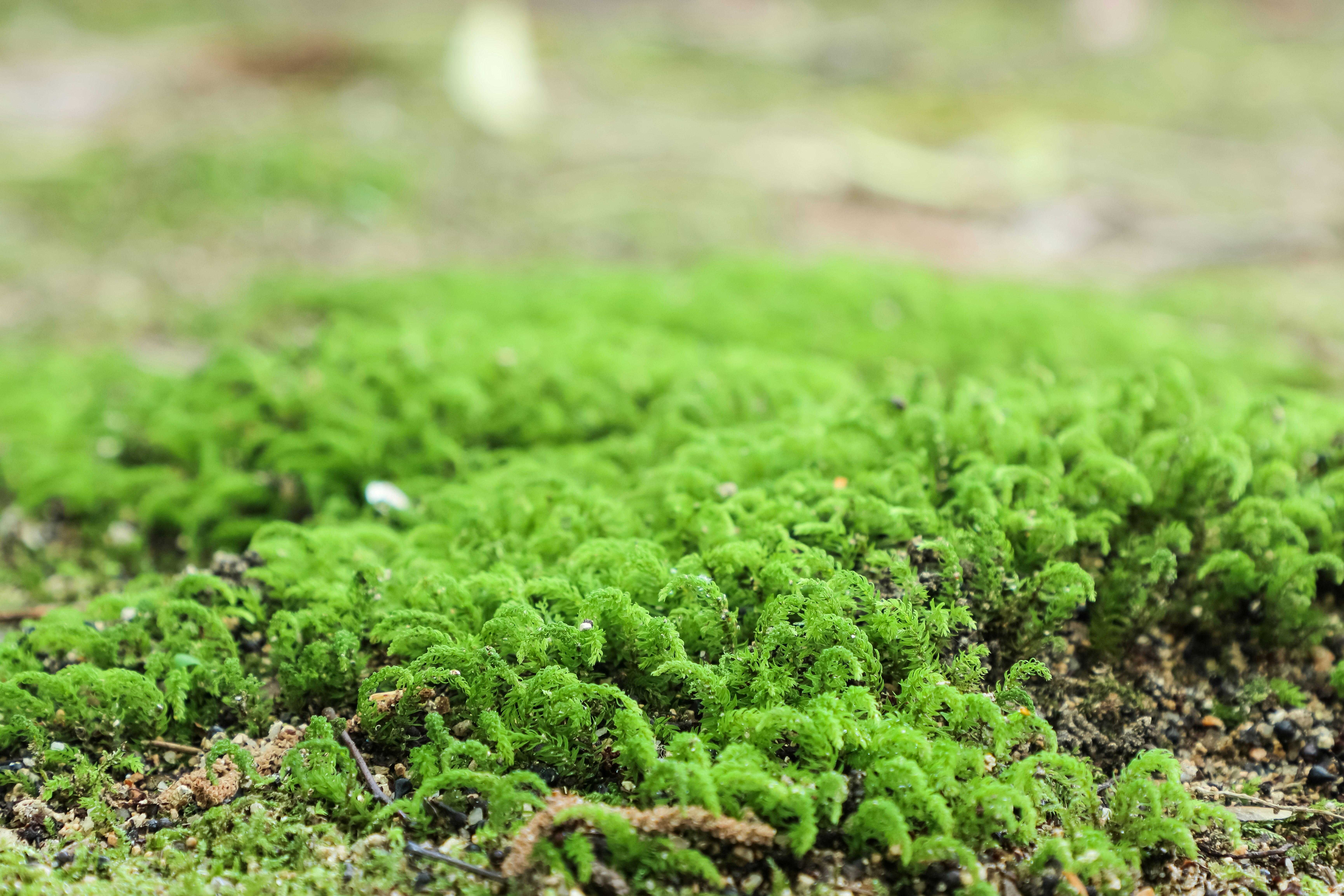綠色苔蘚覆蓋的地面特寫