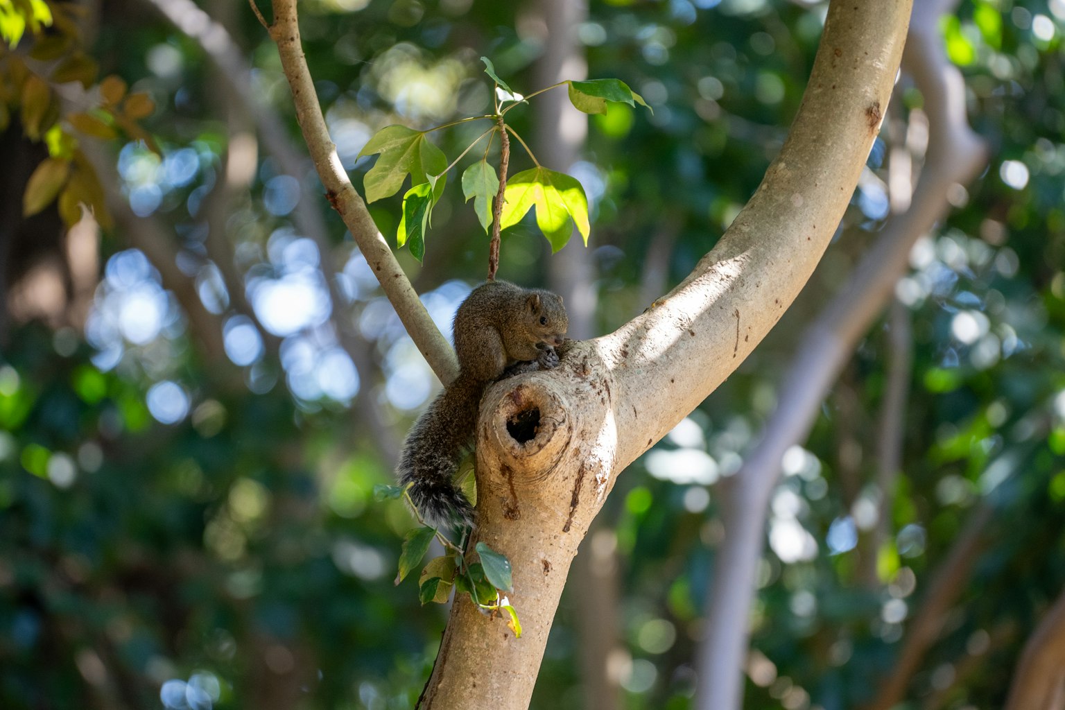 Squirrel duduk di cabang pohon dengan daun hijau