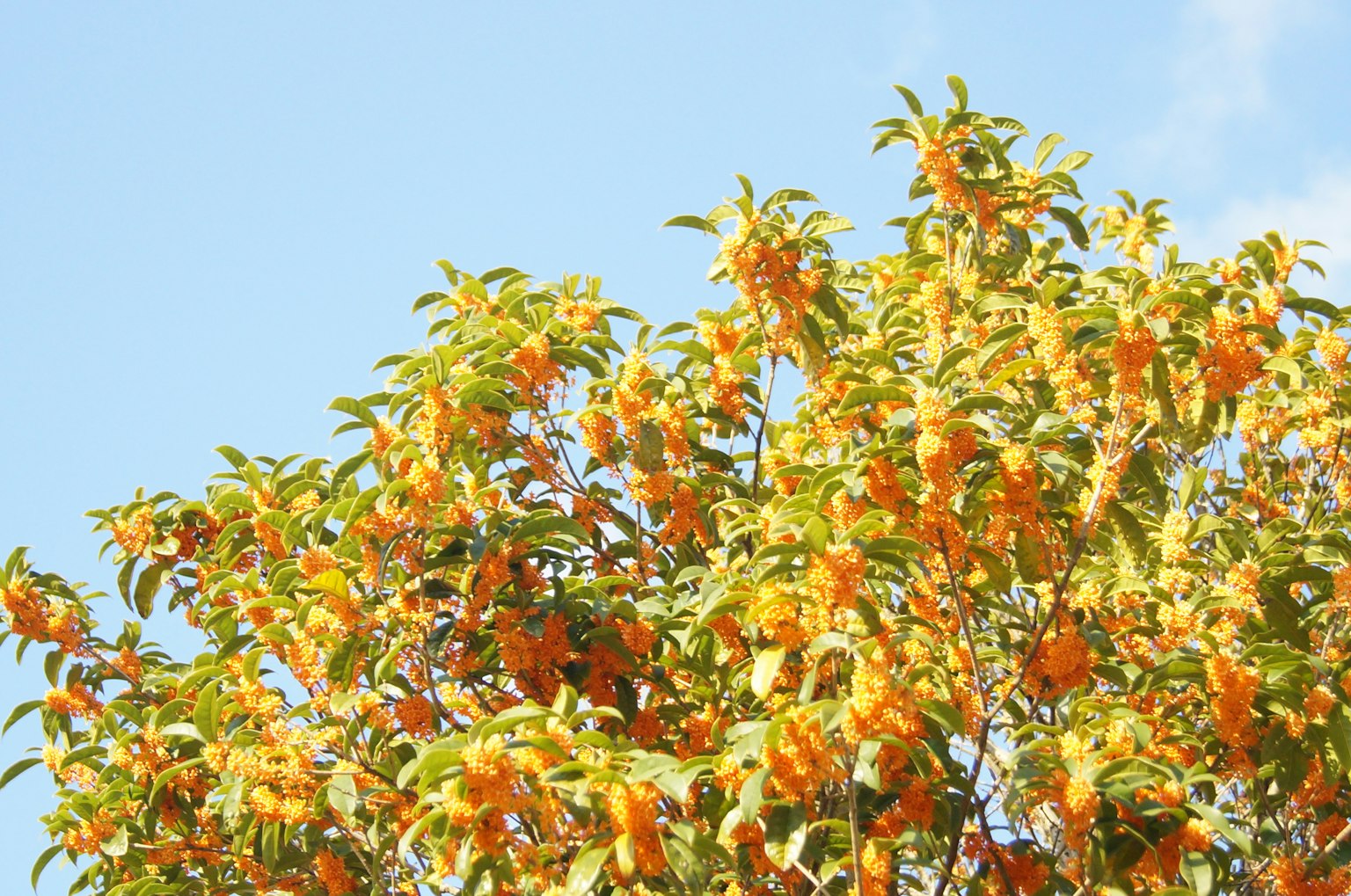 Image d'un arbre luxuriant avec des fleurs orange vif sous un ciel bleu