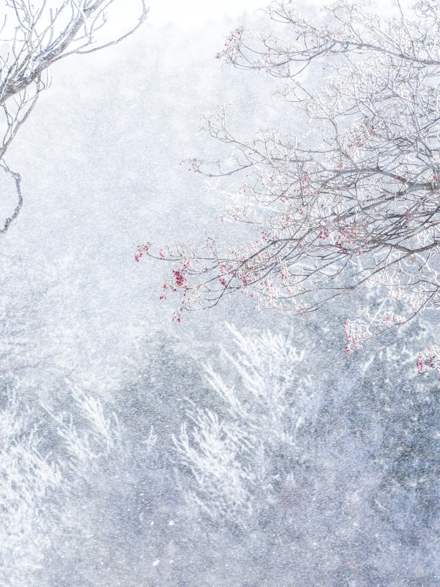Paesaggio innevato con rami di alberi e sfondo bianco