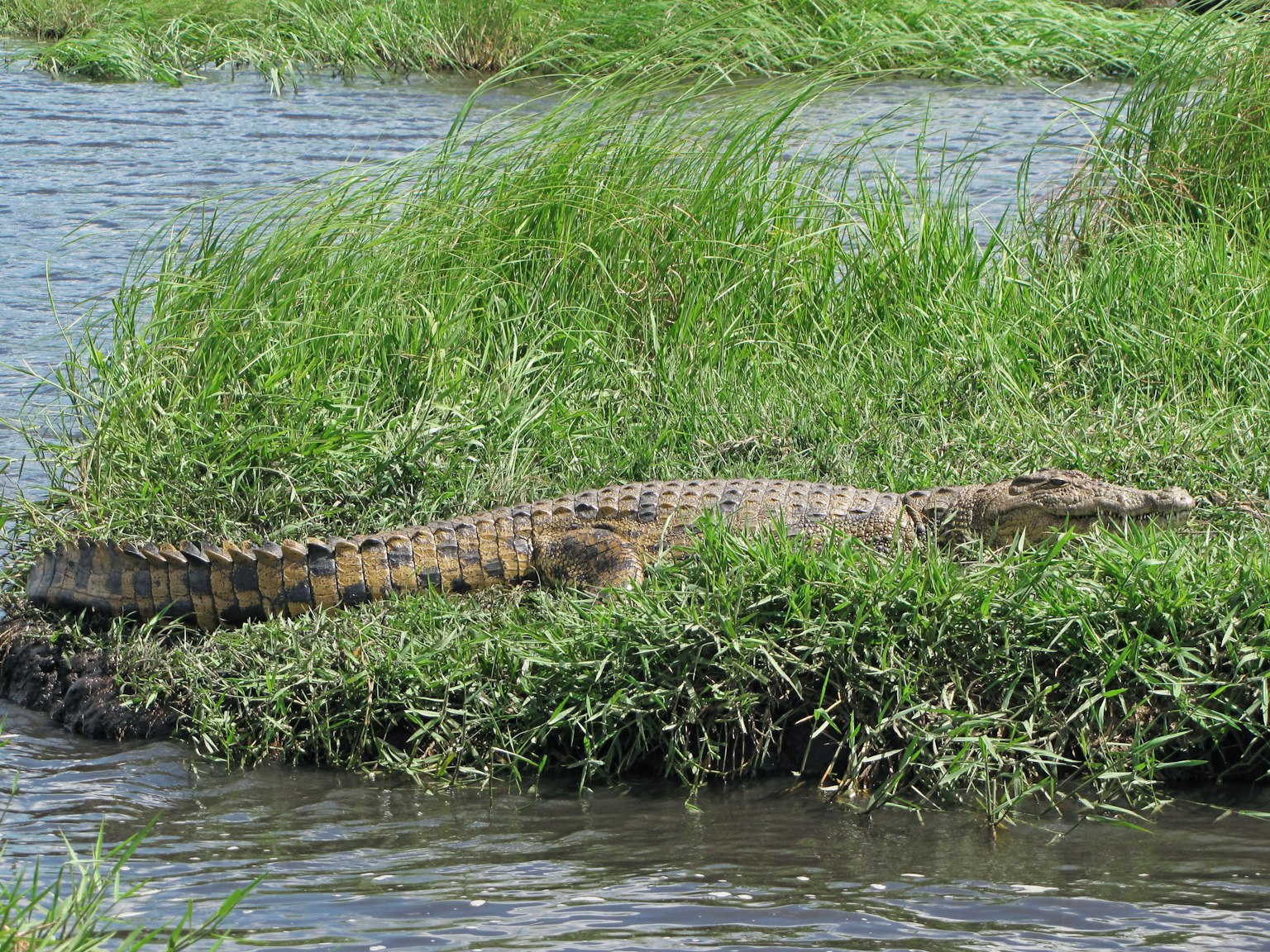 Krokodil beristirahat di atas rumput di tepi air