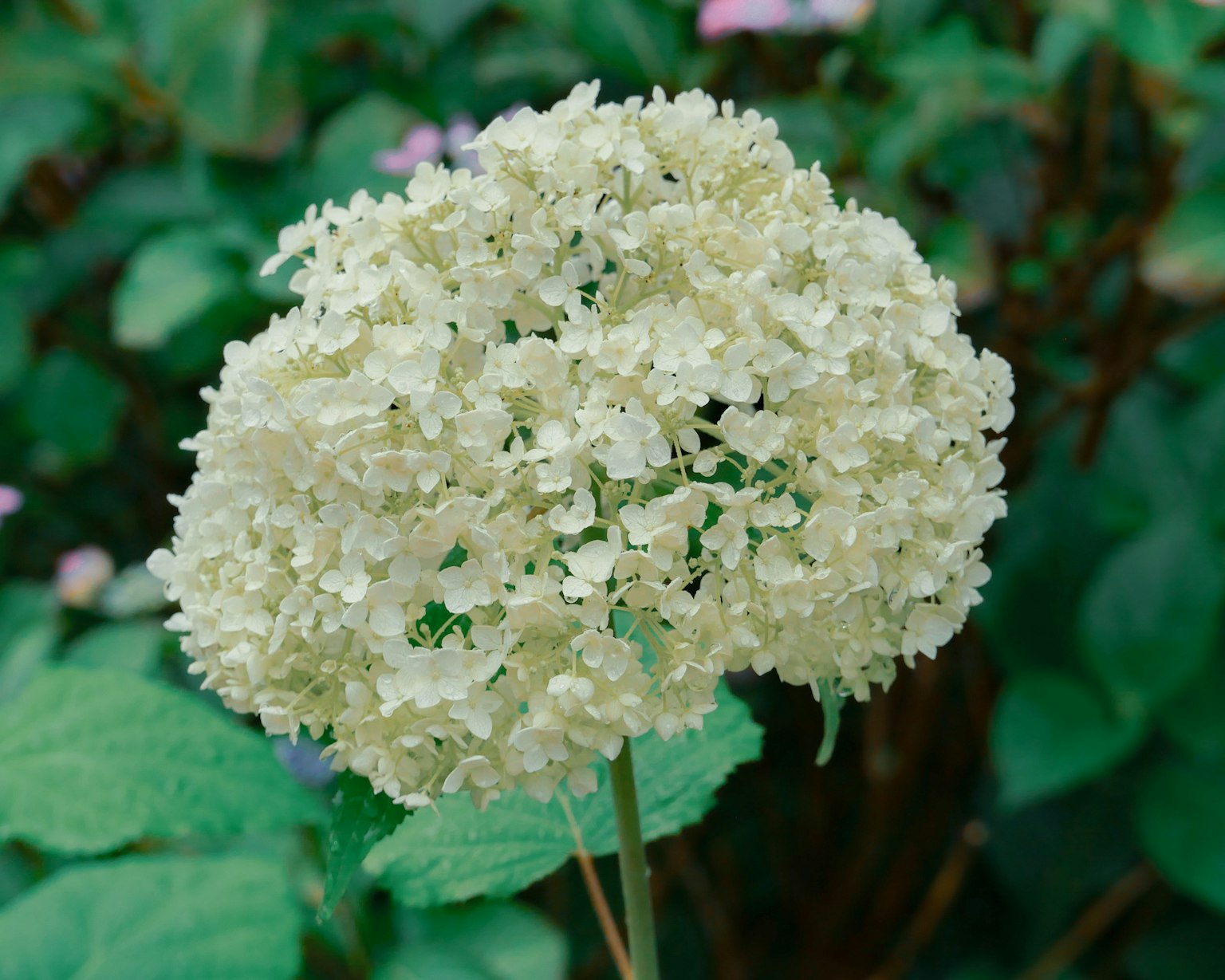 Un fiore di ortensia bianco che fiorisce tra le foglie verdi