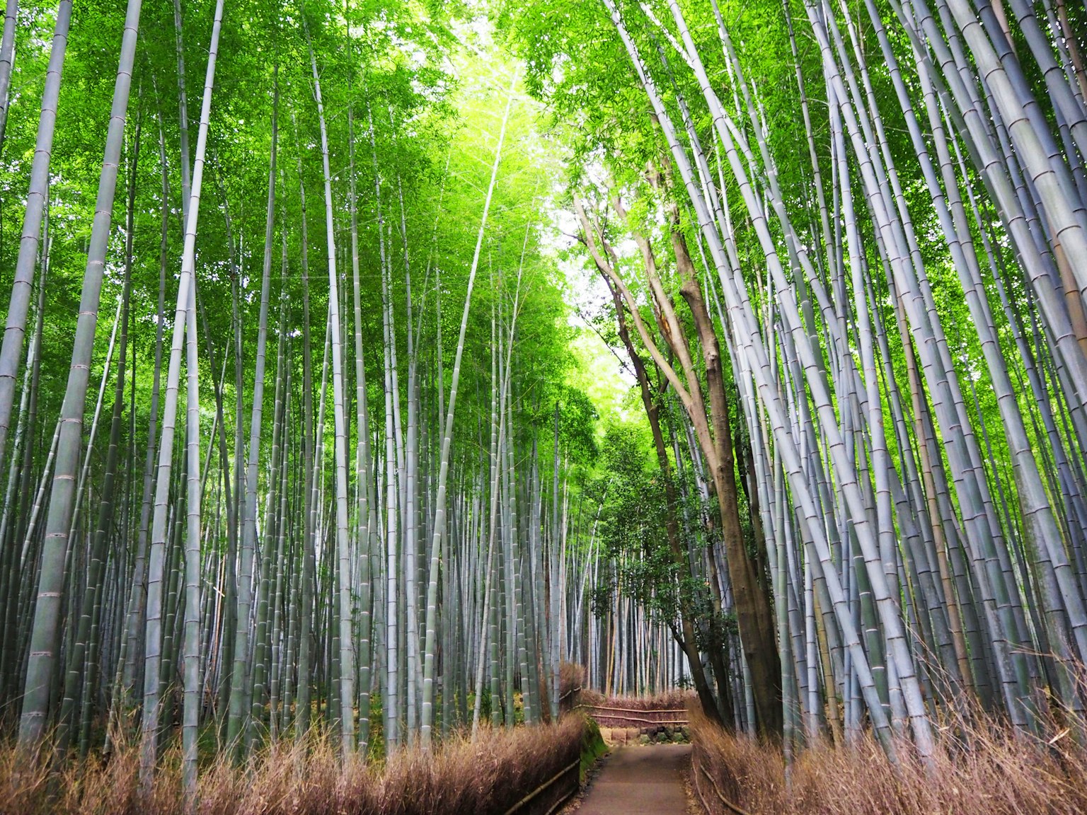 Un sentiero che si snoda attraverso una lussureggiante foresta di bambù