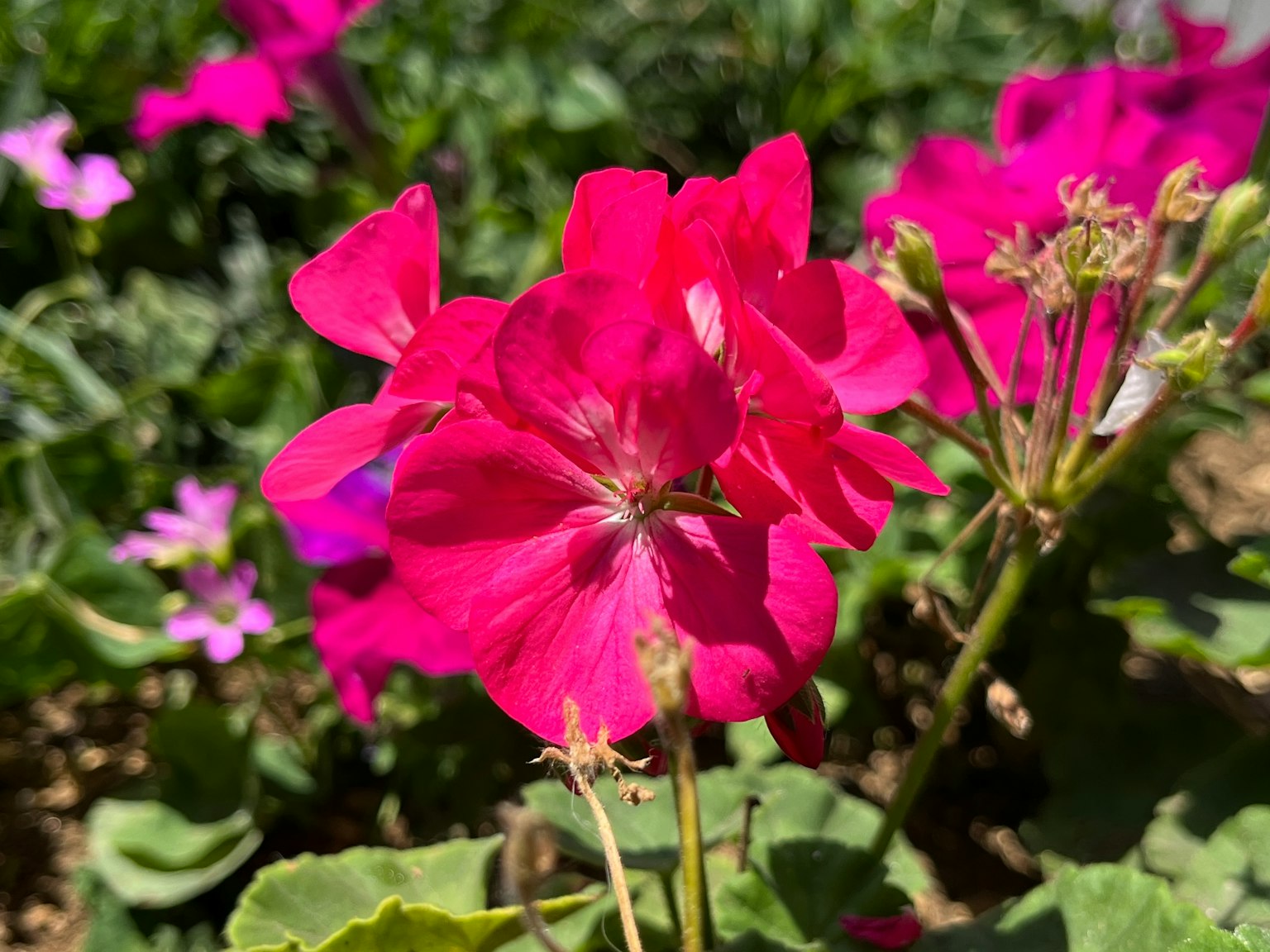Flor rosa vibrante floreciendo en un jardín