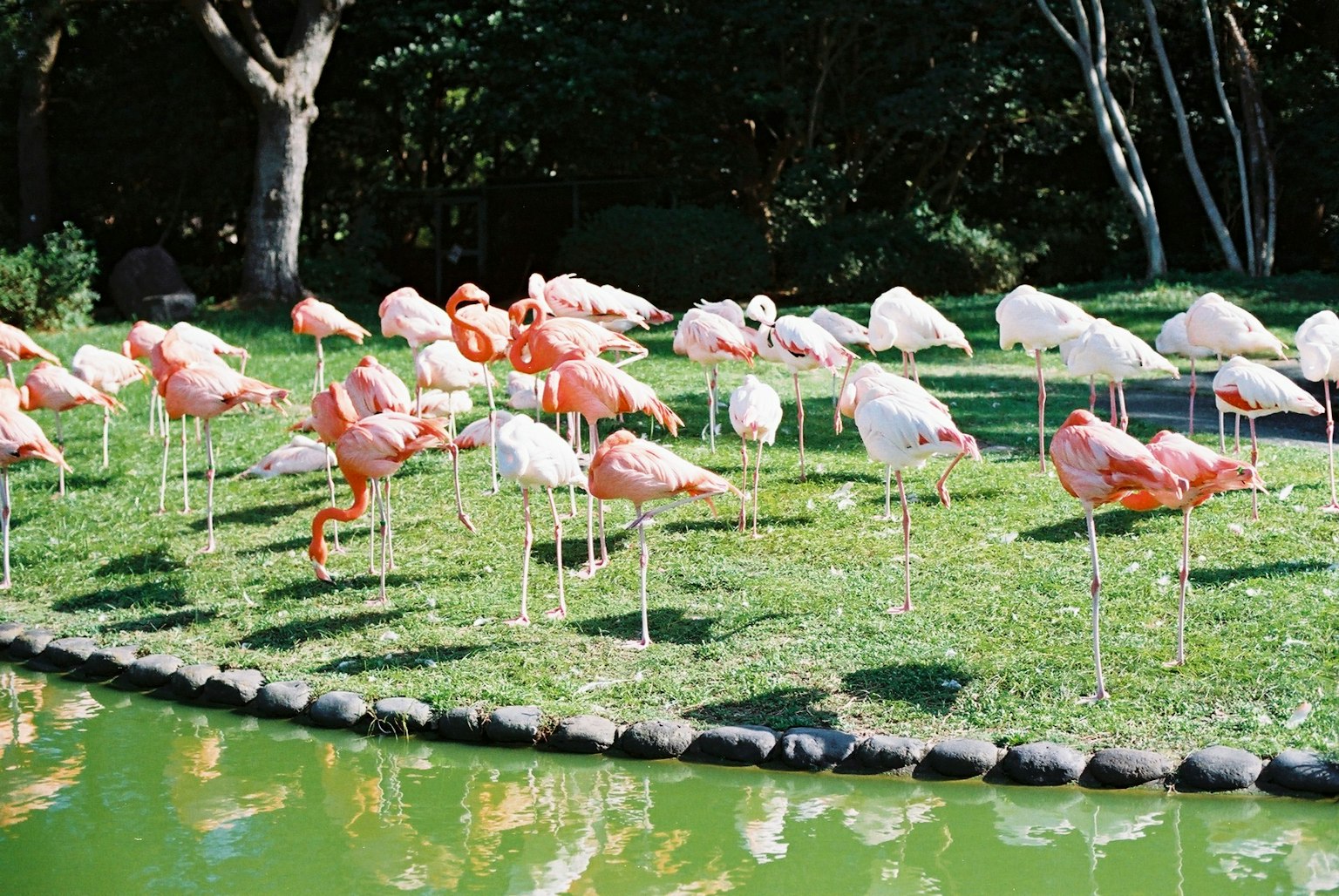 A group of flamingos gathered on green grass by a lake