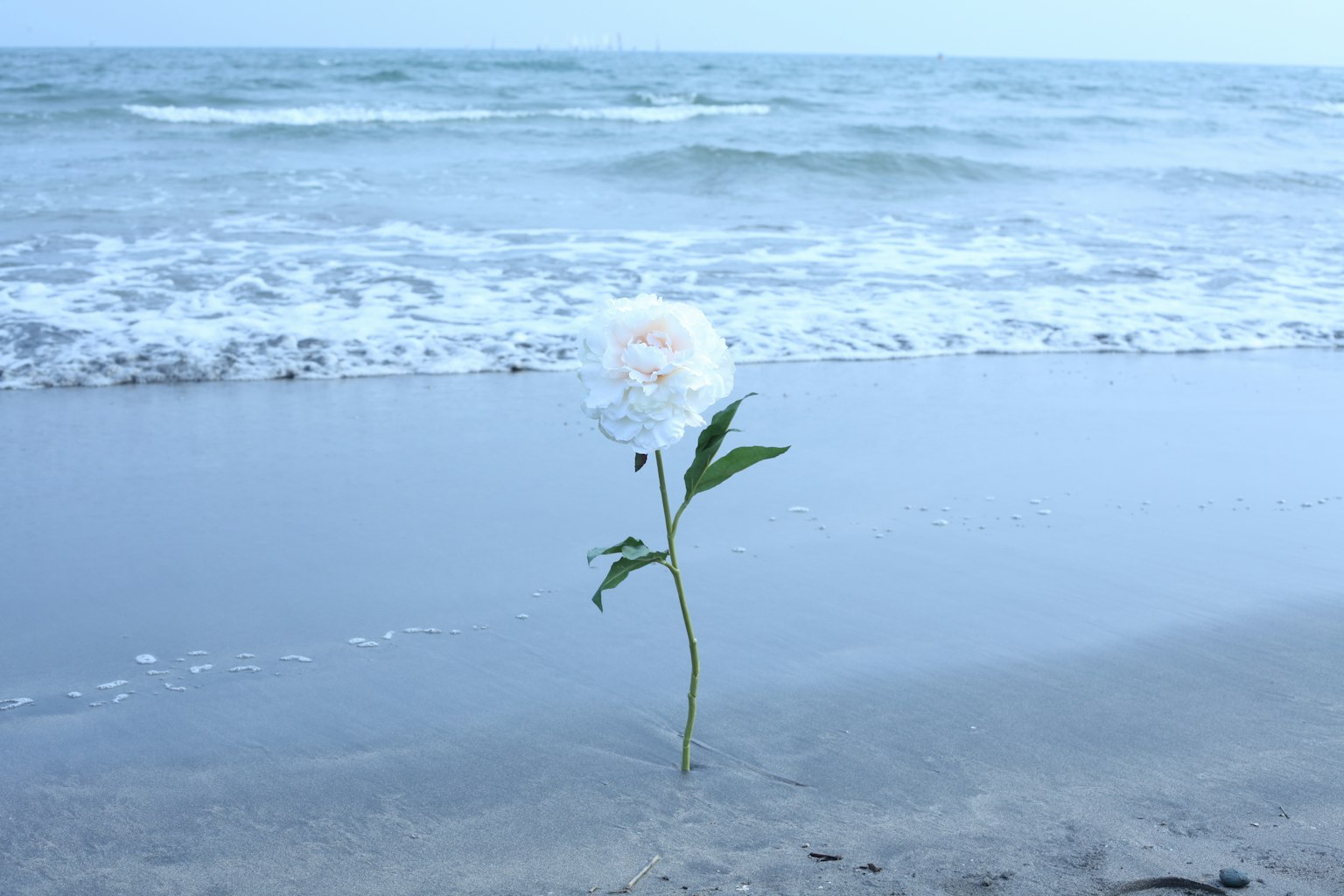 Un fiore bianco solitario sulla spiaggia con onde sullo sfondo