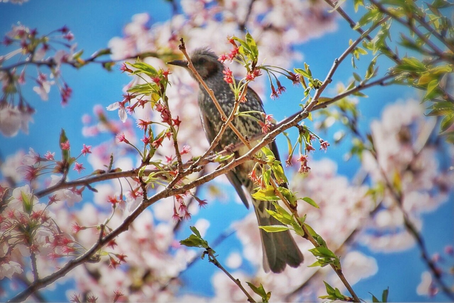 鳥棲息在櫻花樹間的藍天背景下