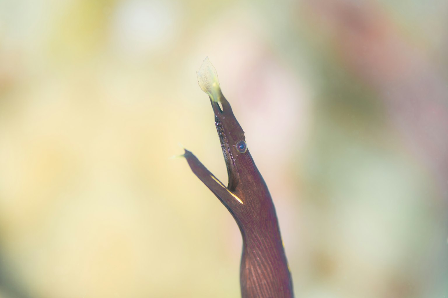 Close-up photograph of a slender aquatic creature