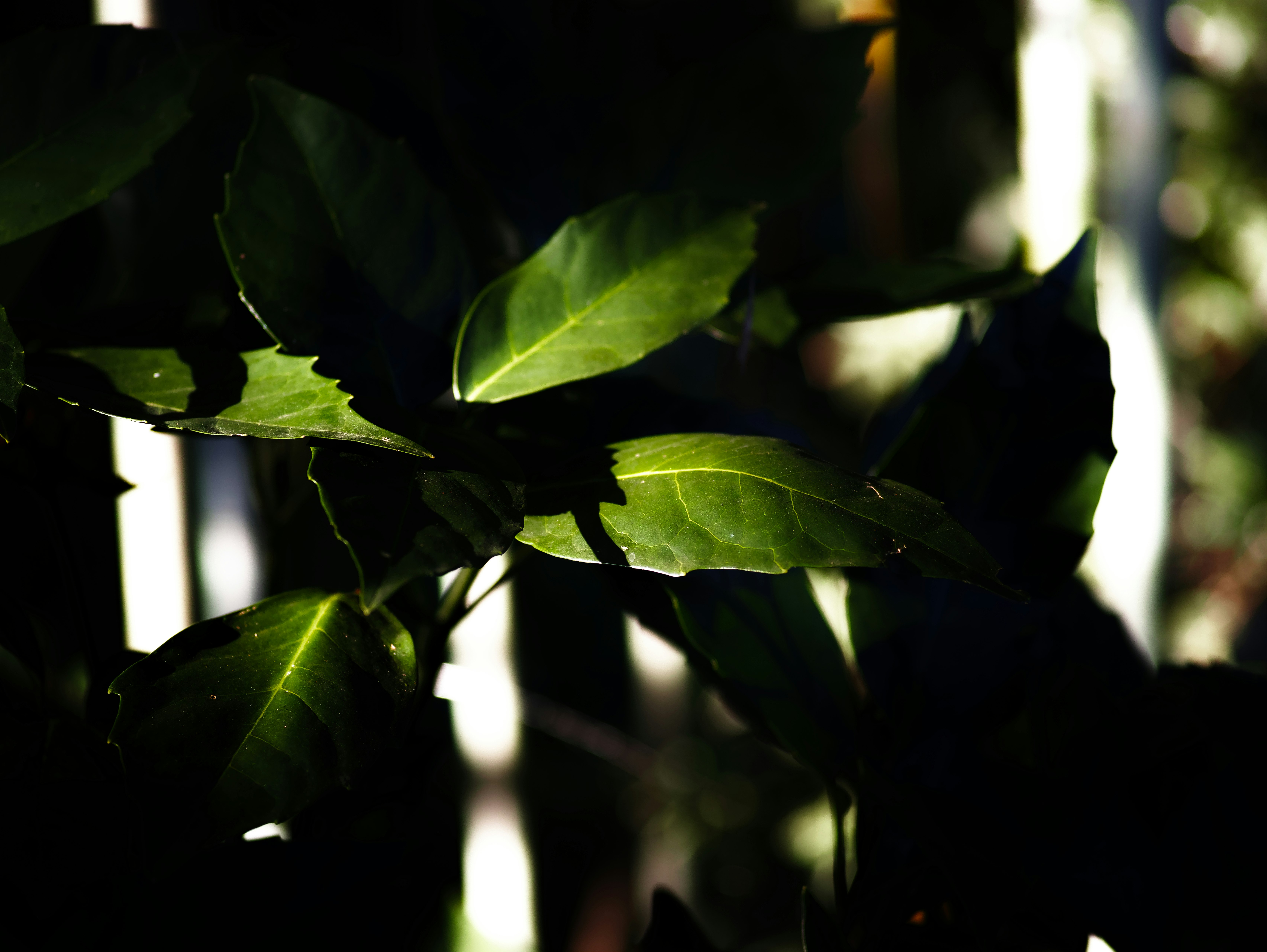 葉に差し込む木漏れ日と植物の影