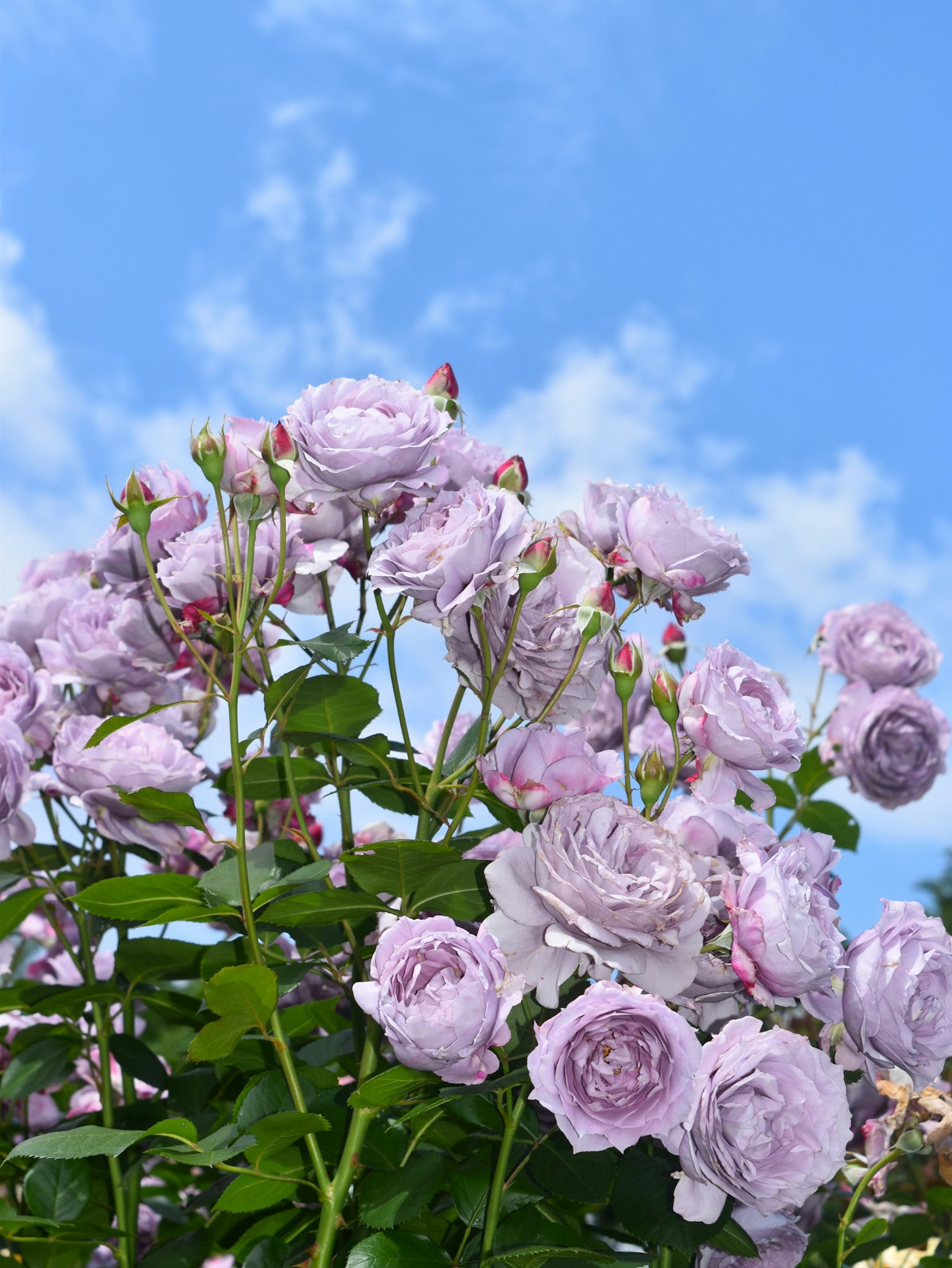 Lavendelrosen blühen unter einem blauen Himmel