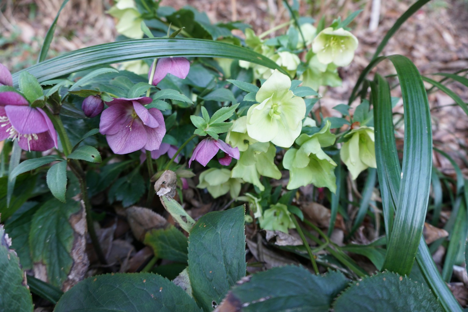 Une scène de jardin avec des fleurs vertes et violettes en fleurs