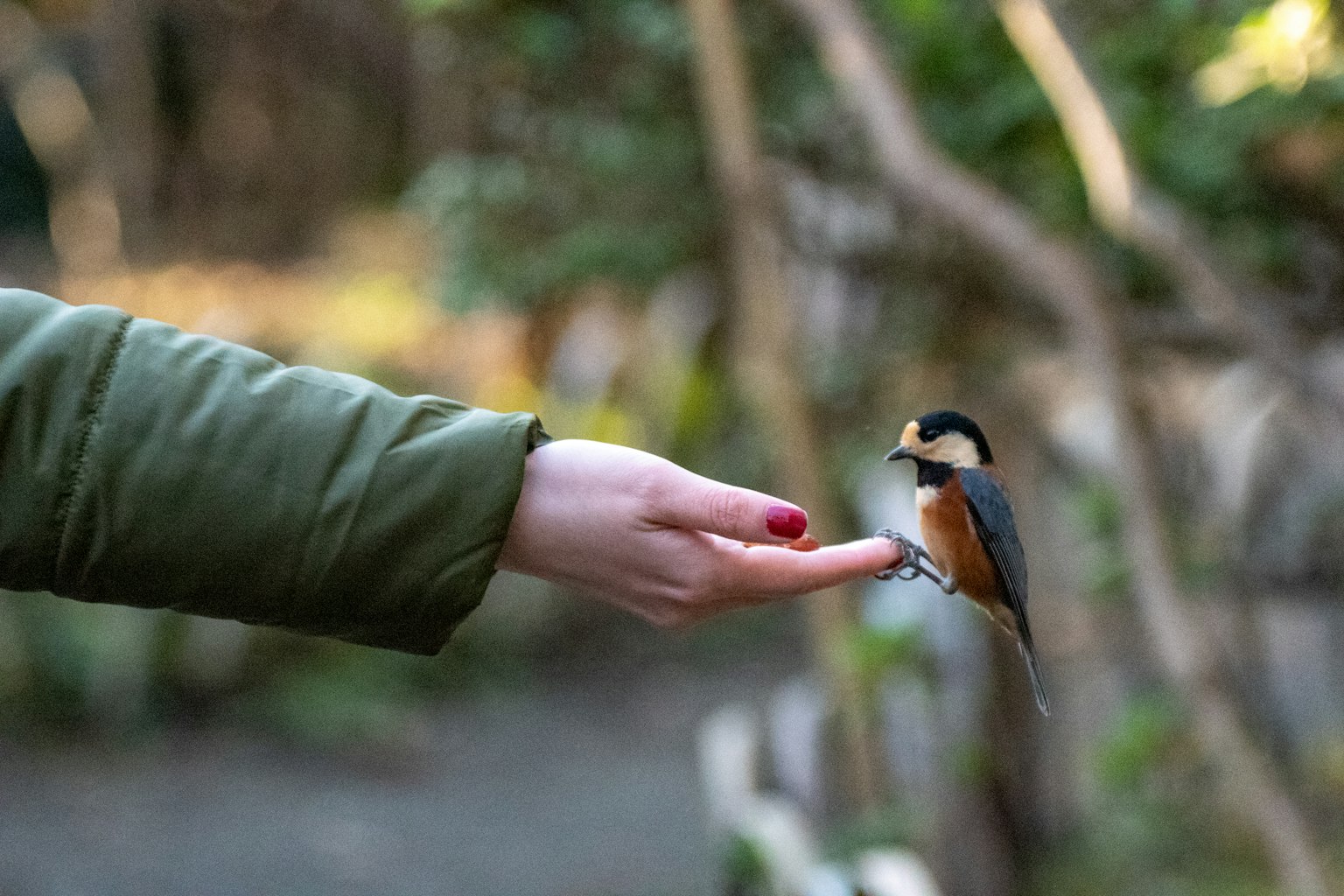 Un piccolo uccello appollaiato su una mano tesa con uno sfondo naturale