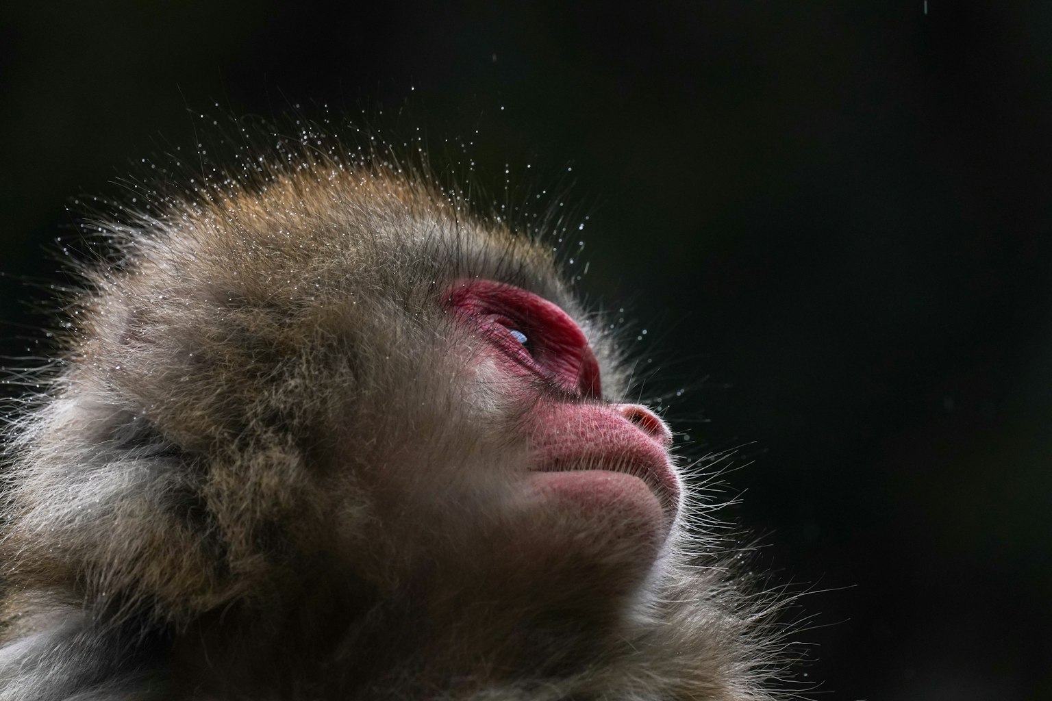 Gros plan sur le visage d'un singe avec de la fourrure mouillée et une peau rouge