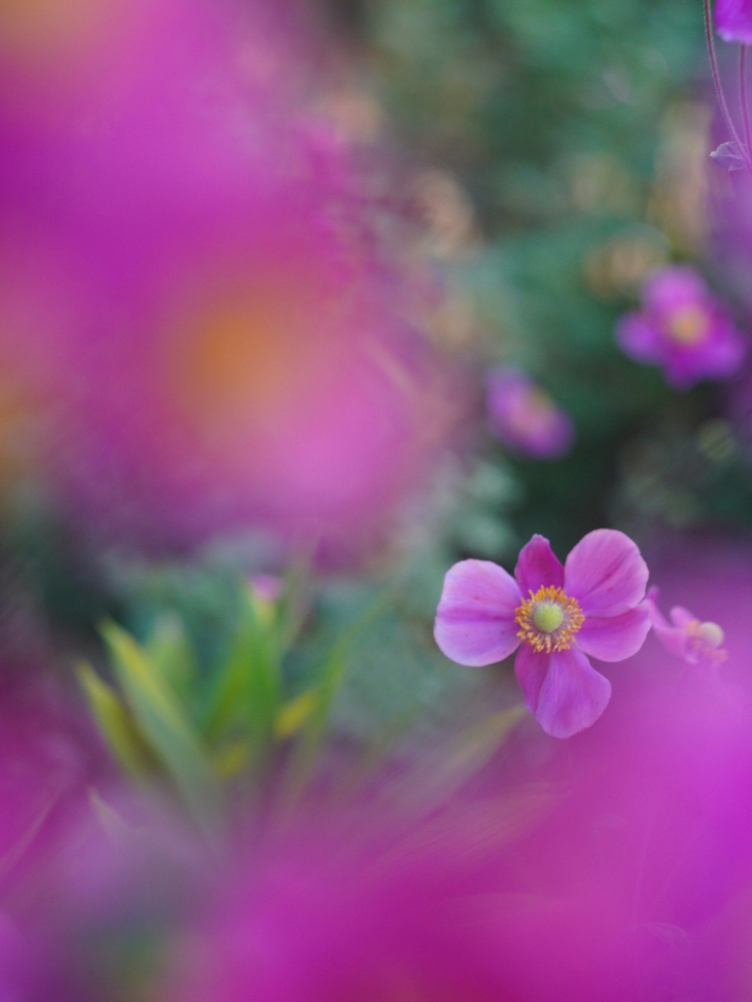 Eine lebendige Blume sticht hervor vor einem verschwommenen Hintergrund aus sanften lila Blumen und grünen Blättern