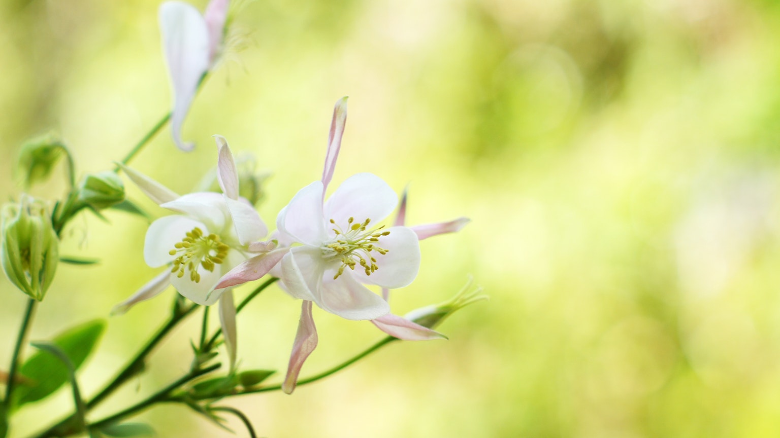 Gros plan de fleurs blanches sur un fond vert doux