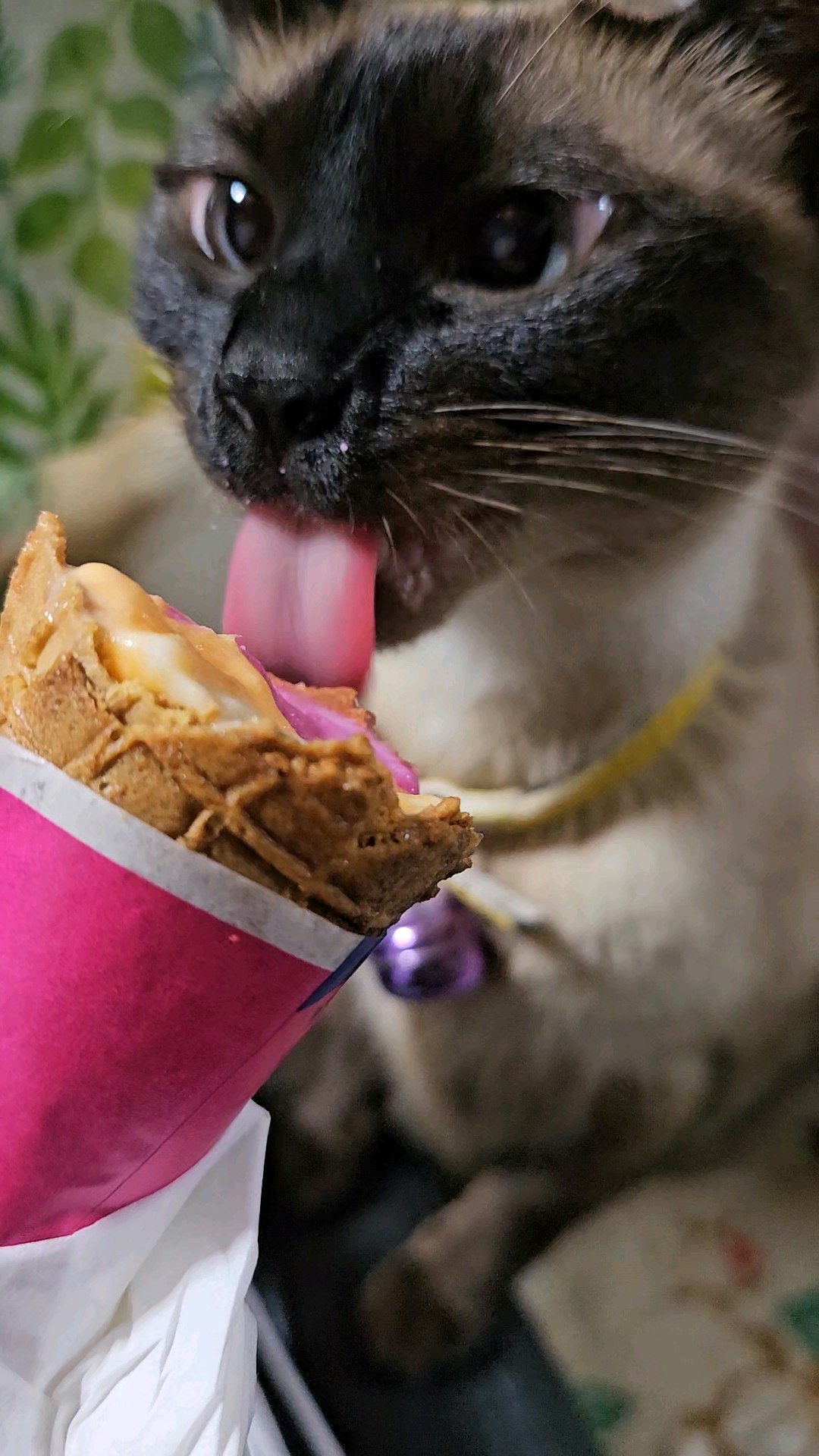 Katze frisst einen Leckerbissen