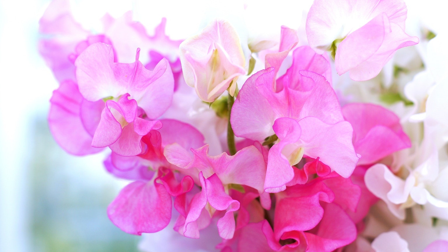 Primo piano di fiori di piselli dolci rosa e bianchi