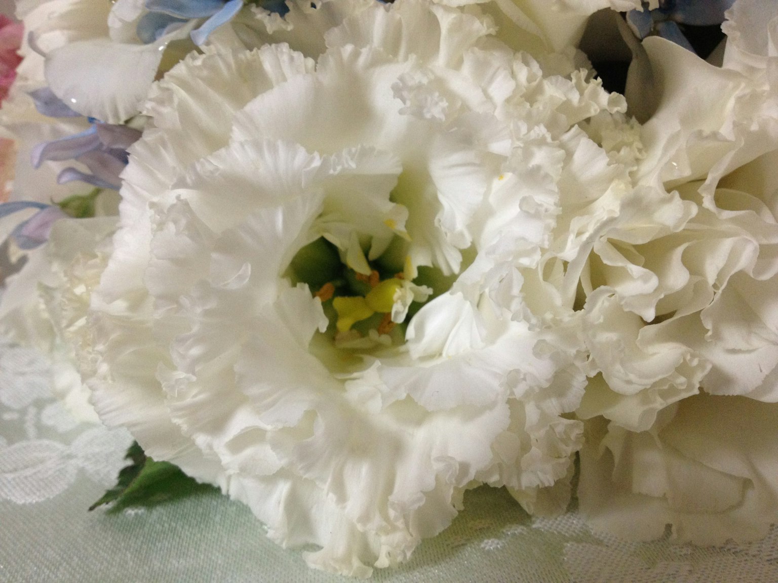 Primo piano di un fiore bianco con petali arricciati e un centro giallo