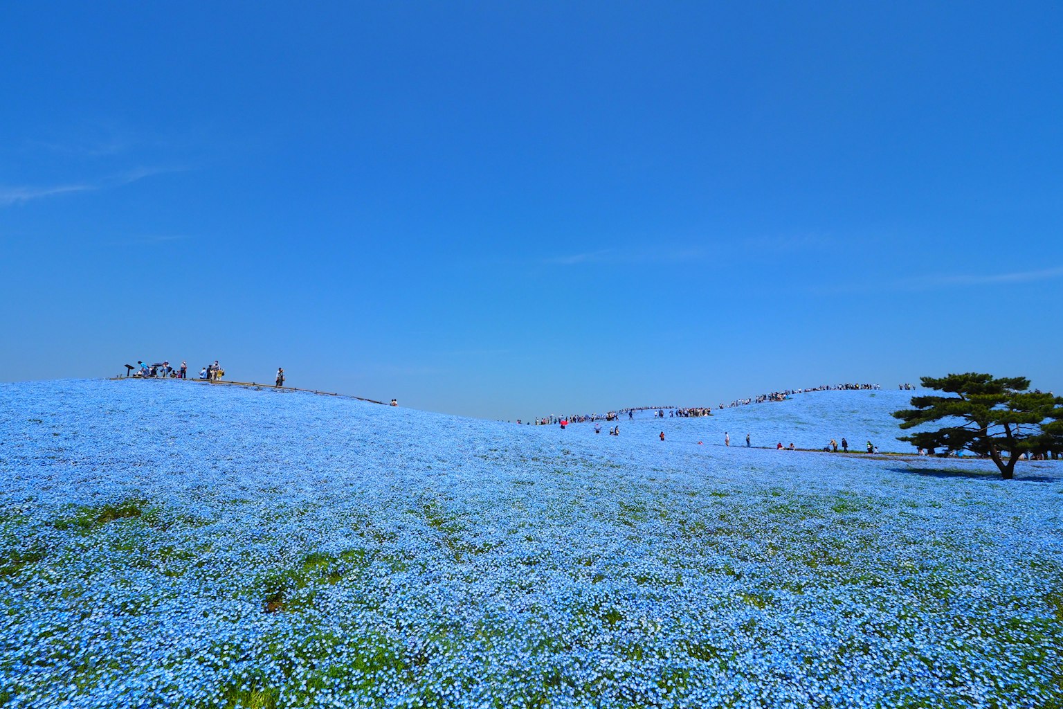 美麗的風景覆蓋著藍色花朵在晴朗的藍天下