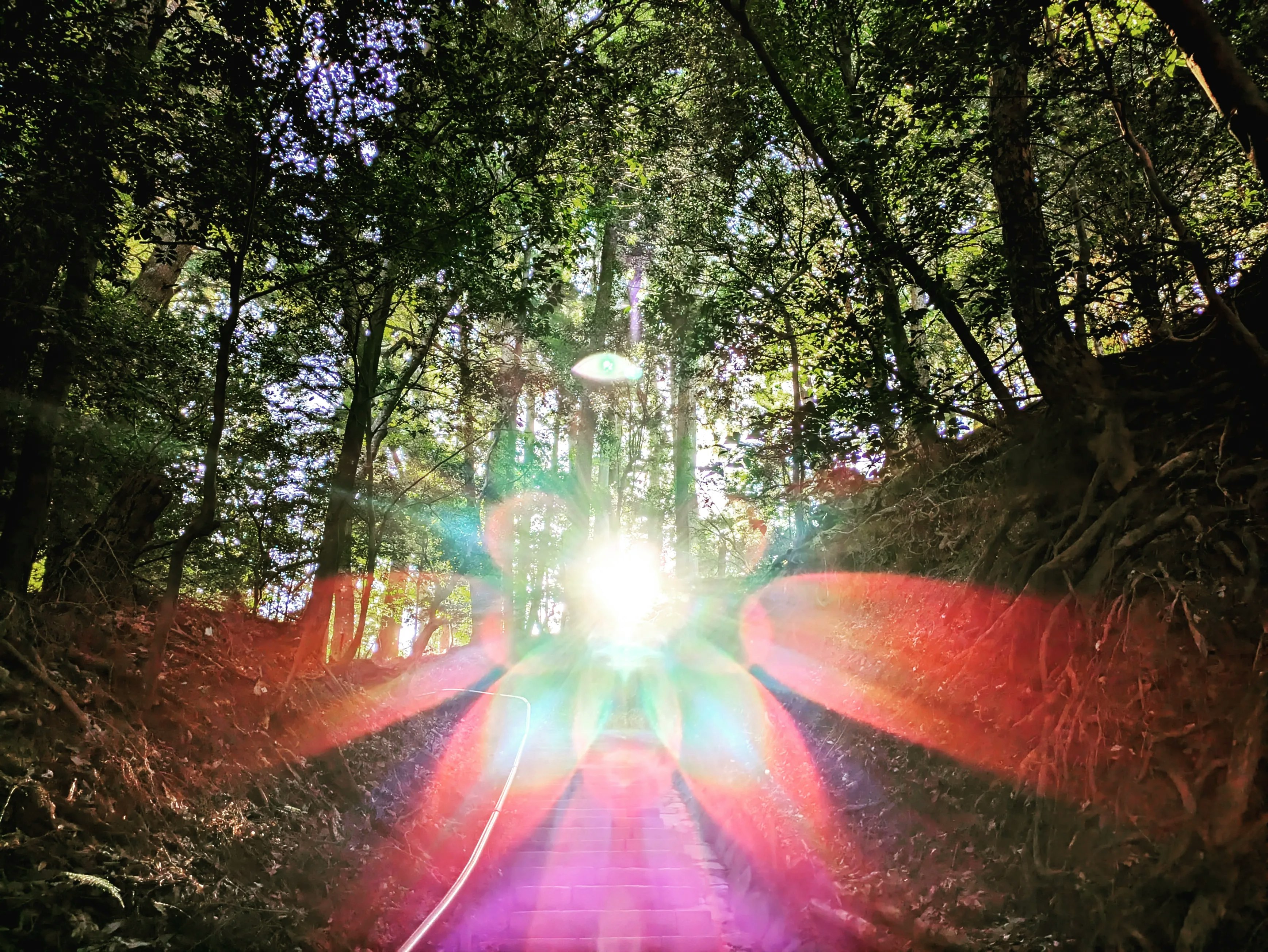 木々のトンネルを抜ける光の差す小道