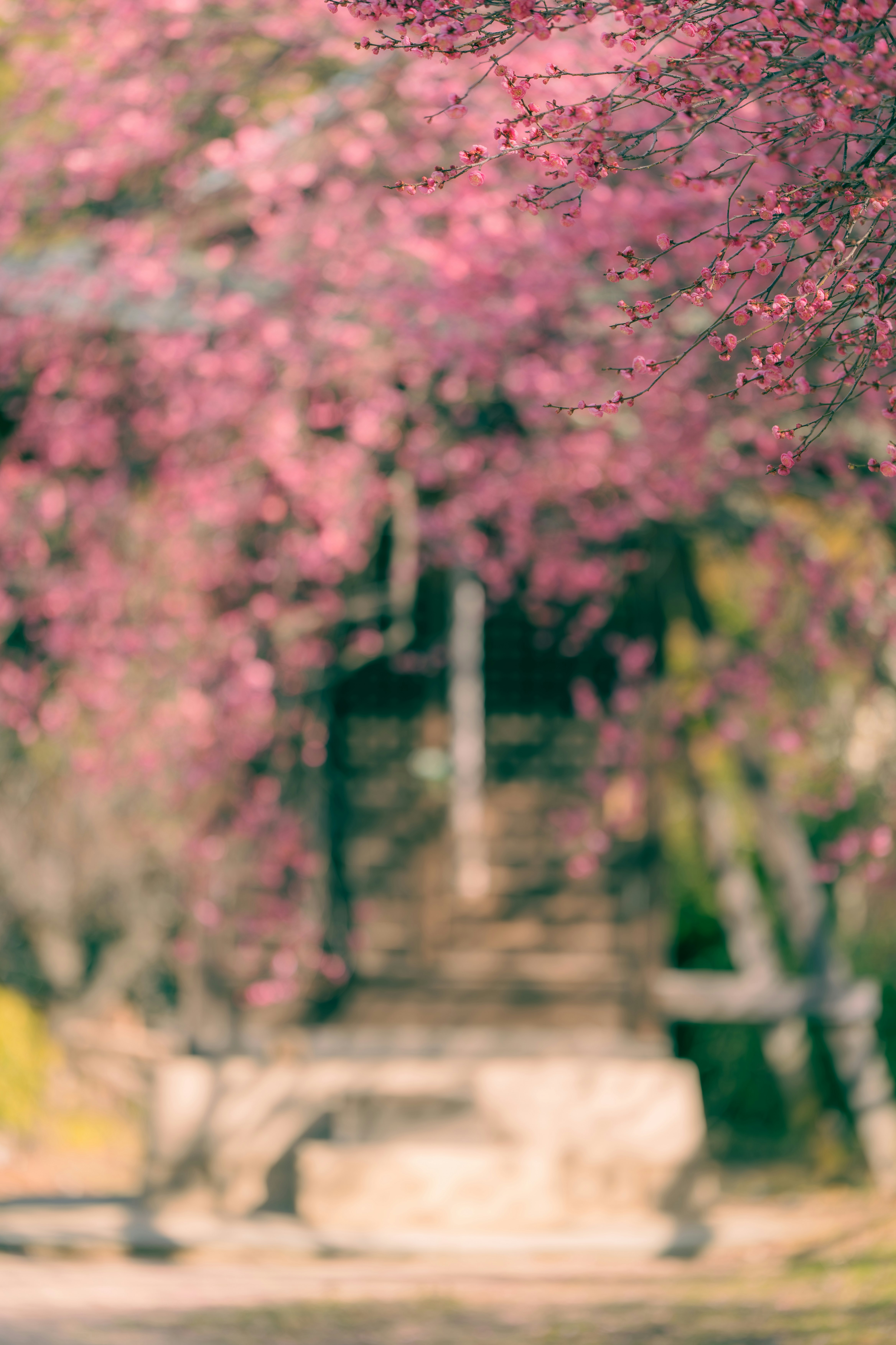 桃の花が咲き並ぶ小道の奥行き