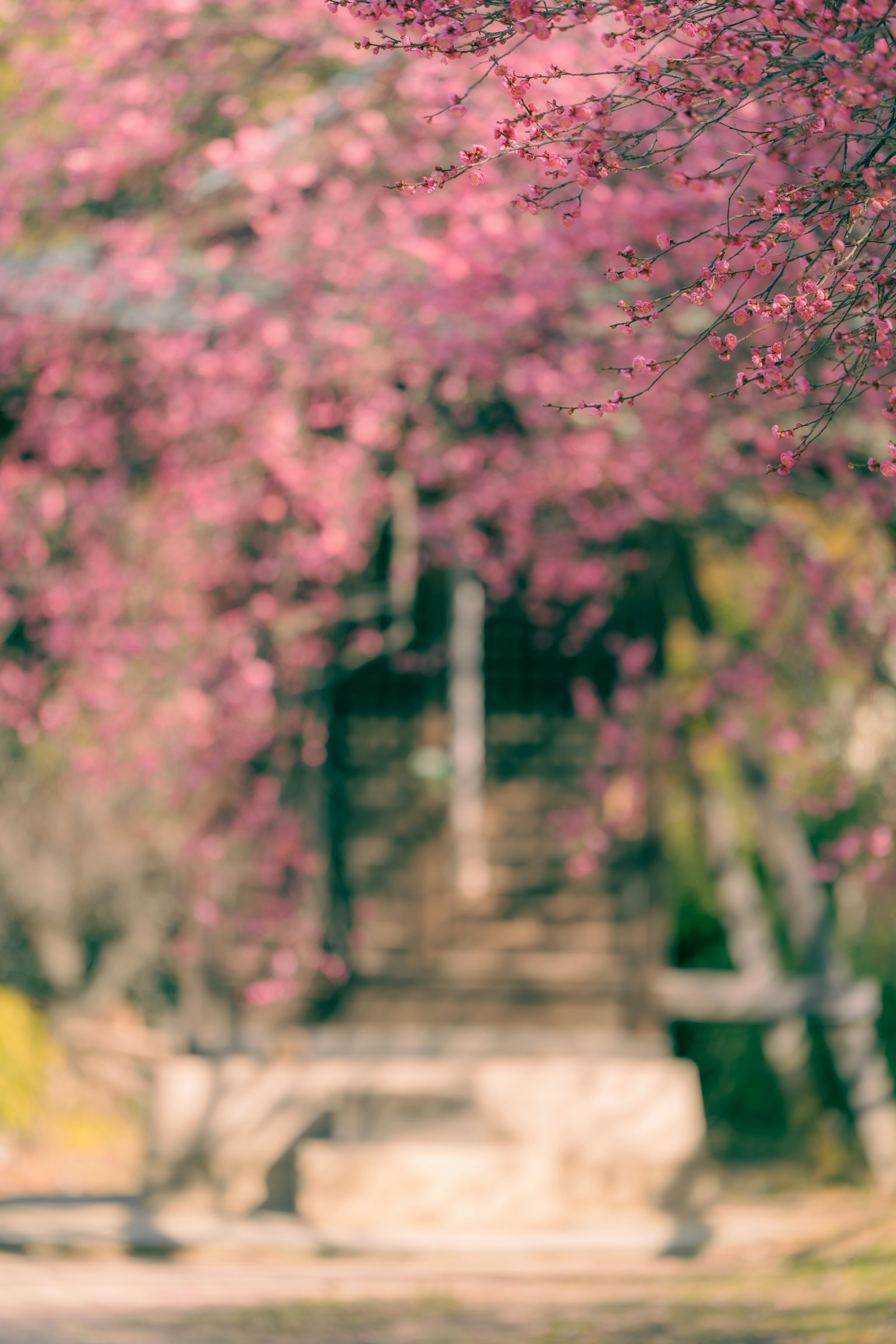 Una escena con árboles en flor rosa y una escalera de piedra