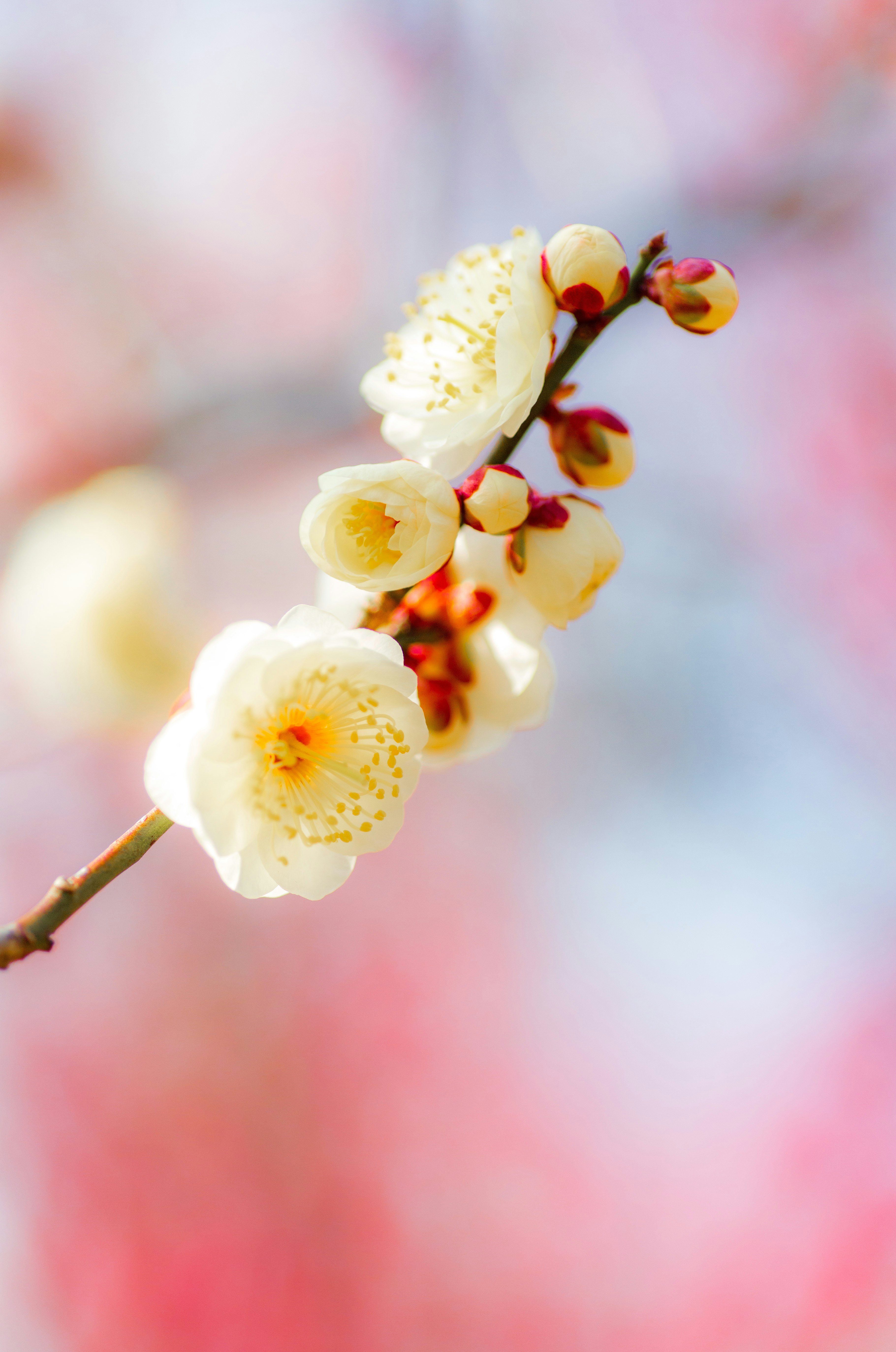 白い梅の花のクローズアップ