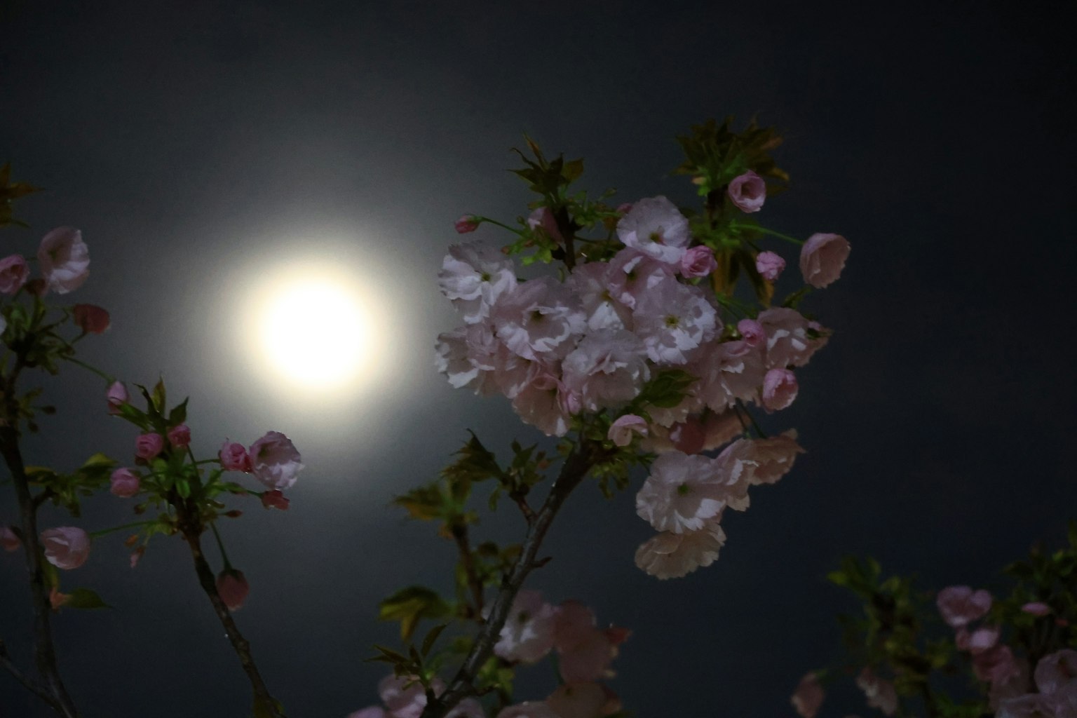 Contrasto dei fiori di ciliegio contro una luna piena nel cielo notturno