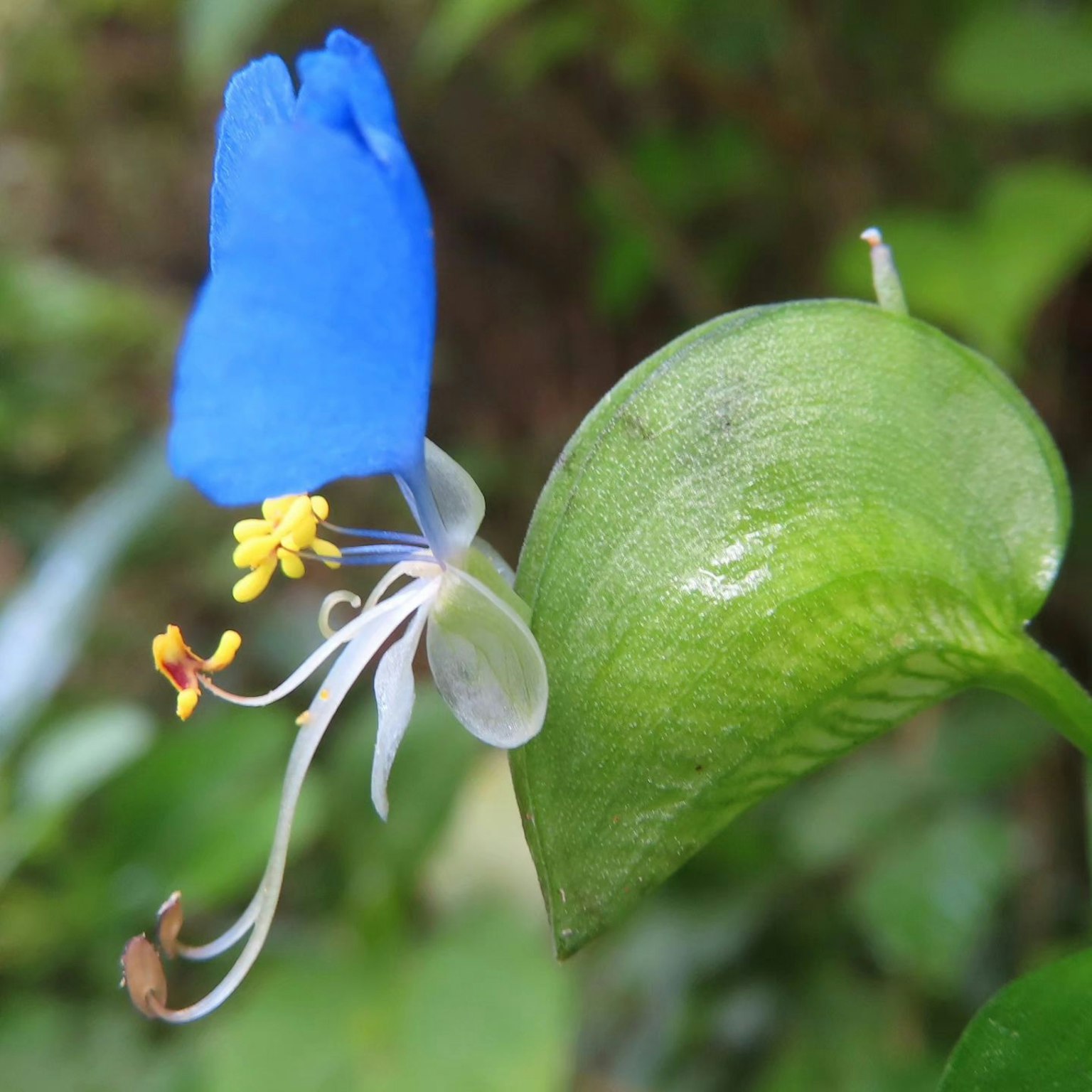 Acercamiento de una planta con pétalos azules vibrantes y hojas verdes