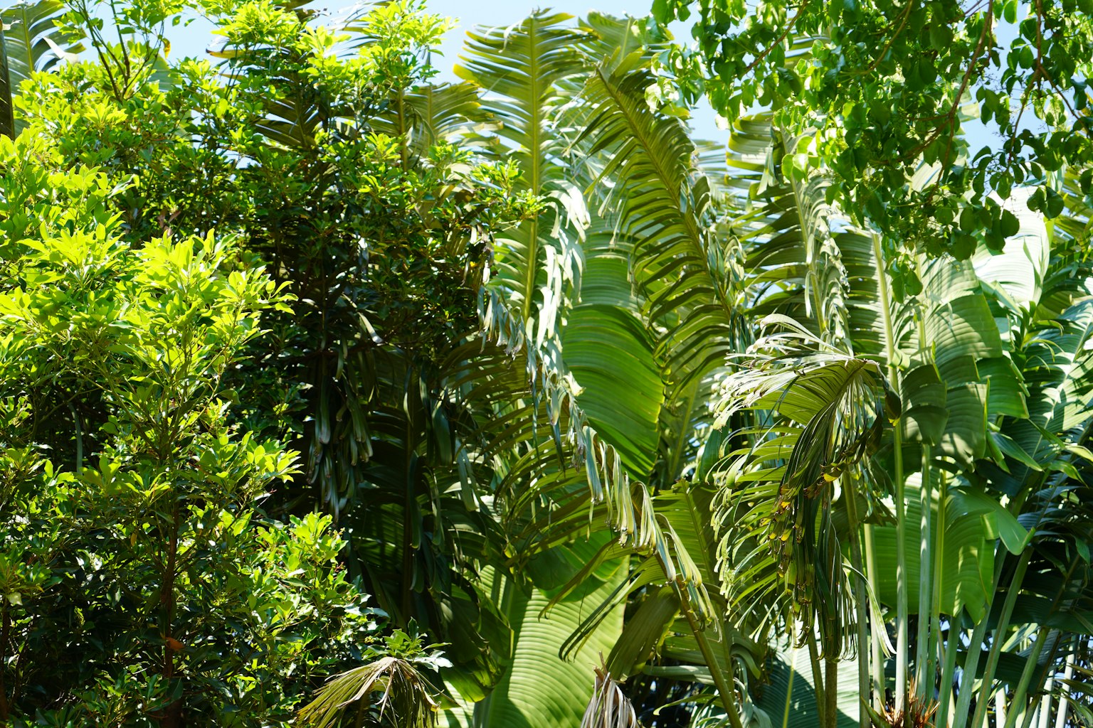 郁郁葱葱的绿色植物和生机勃勃的热带叶子