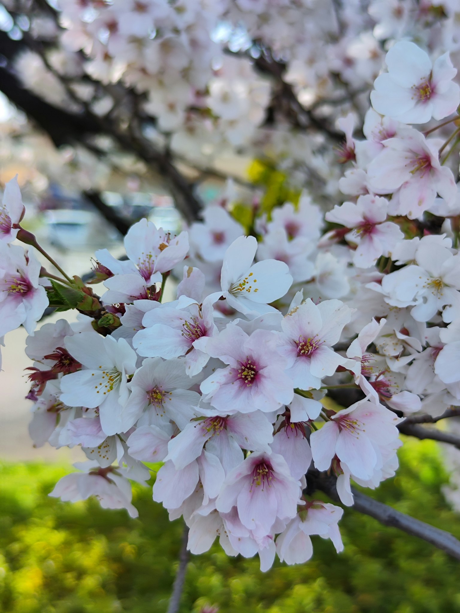 Fiori di ciliegio in piena fioritura con petali rosa e bianchi