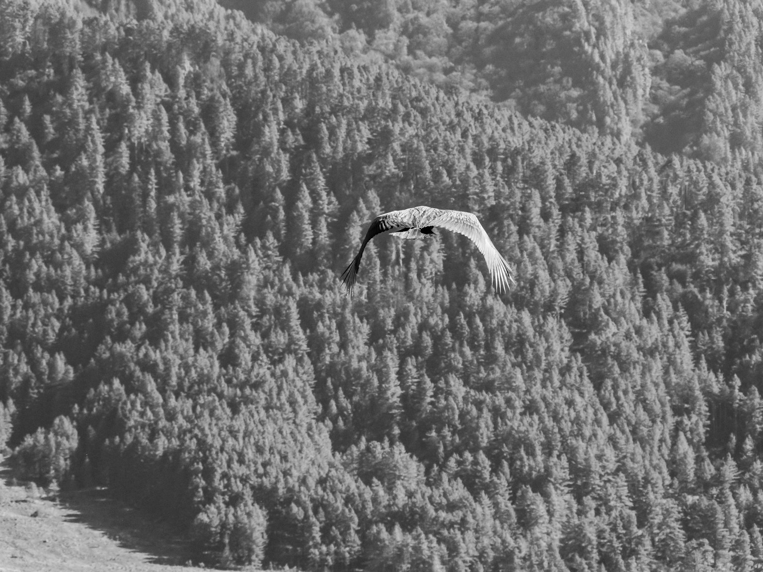 Gambar hitam putih burung putih terbang di atas hutan