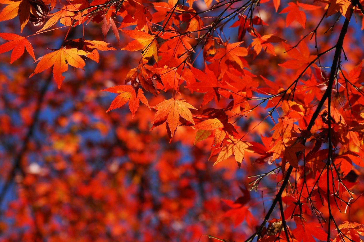 Lebendige rote Ahornblätter schimmern unter einem blauen Himmel