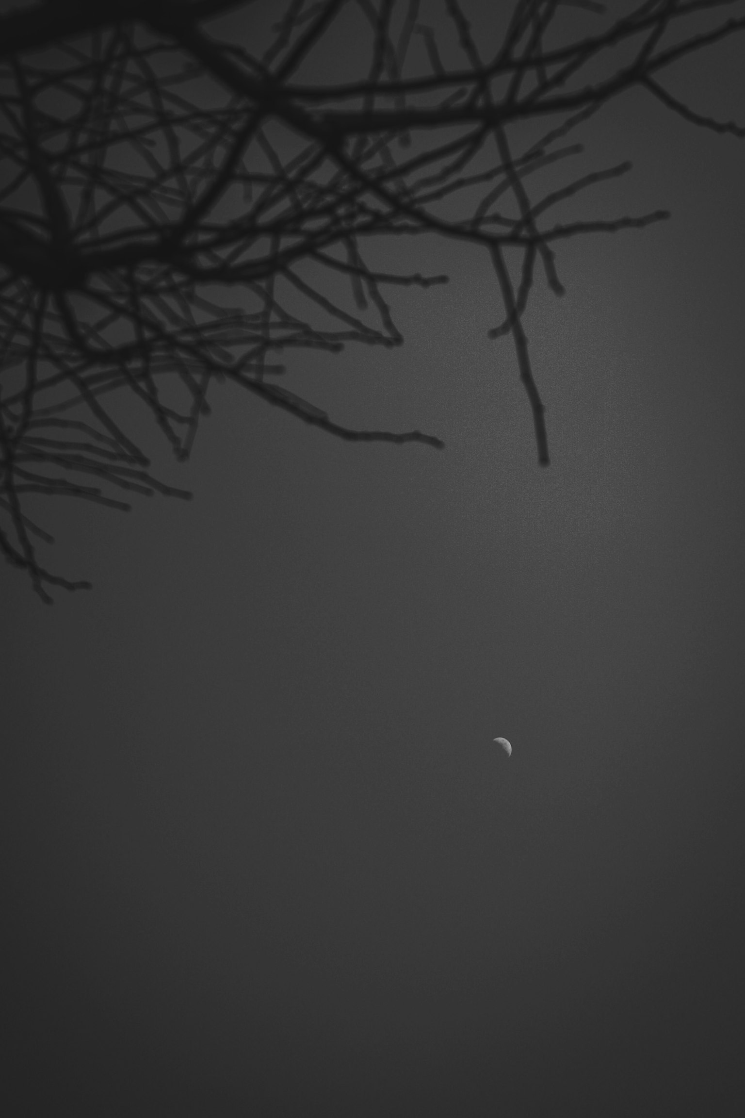 黑暗背景上樹枝的輪廓和一小月亮