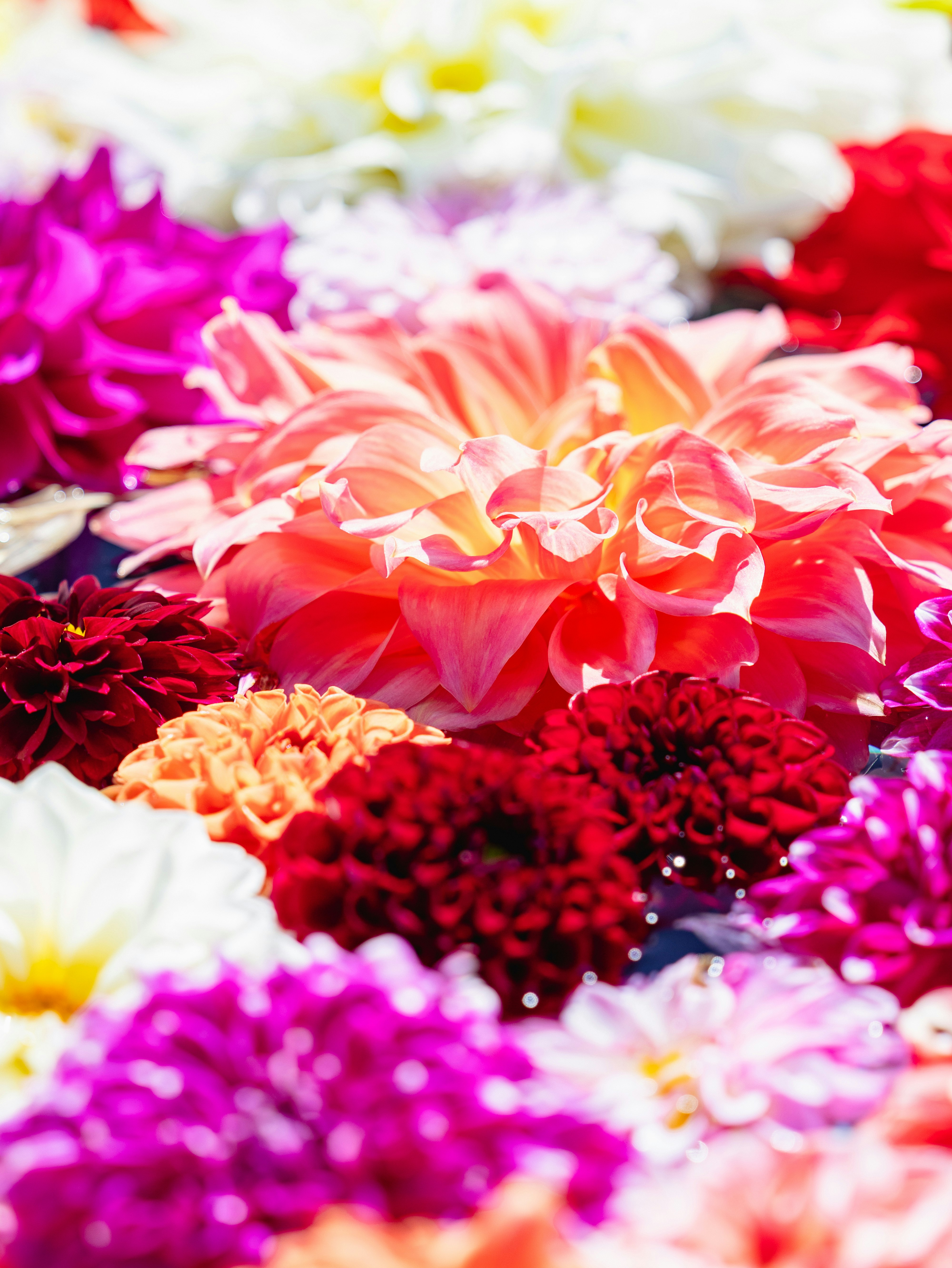 色とりどりの花が敷き詰められた花びらのクローズアップ