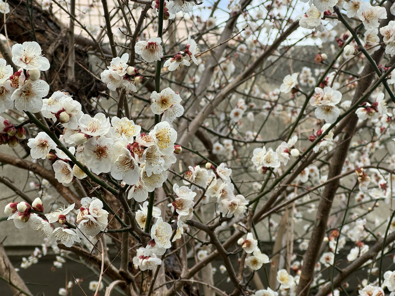盛開的白花樹枝特寫