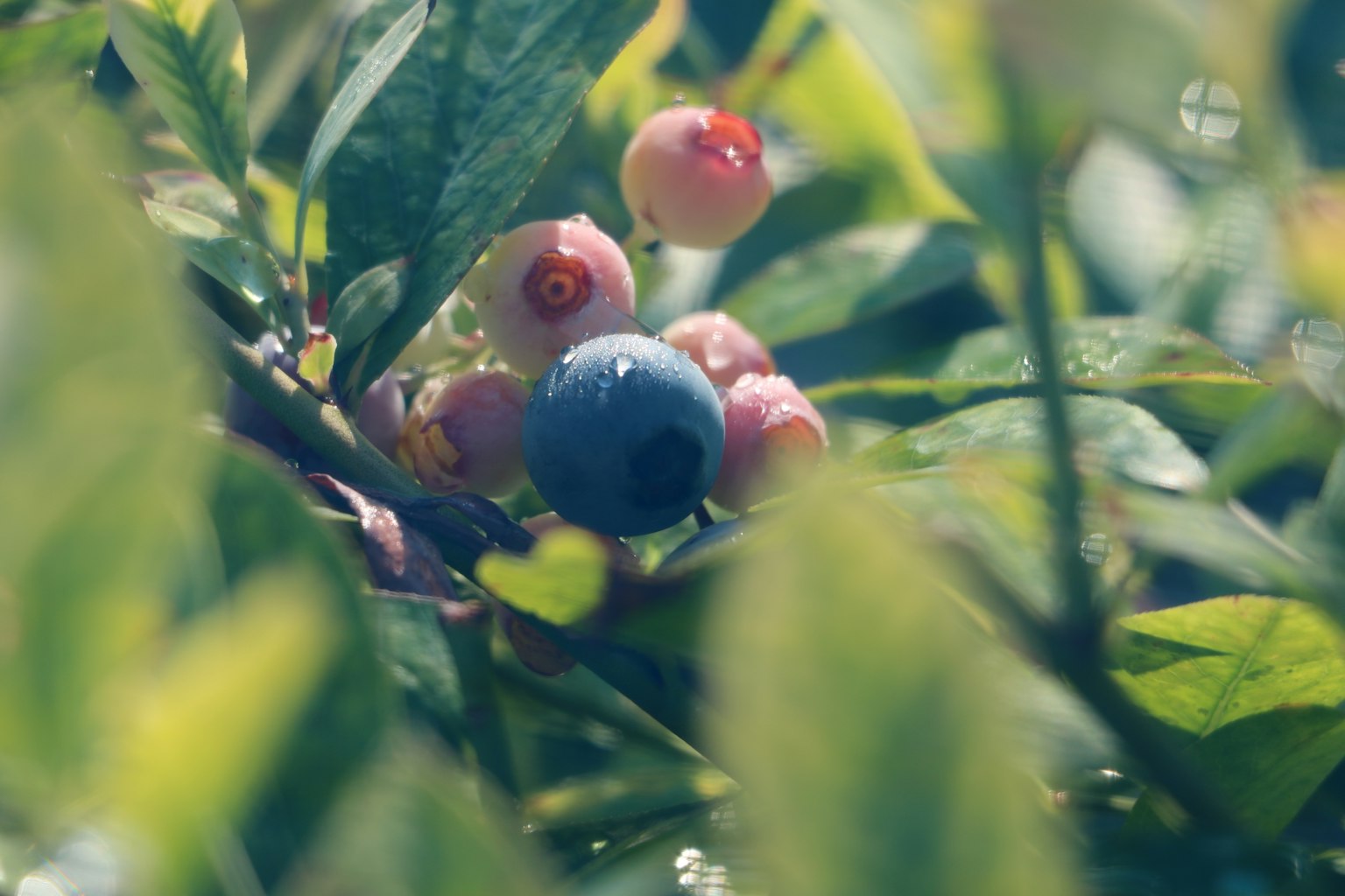 Mirtillo blu e frutti rossi visibili tra le foglie verdi