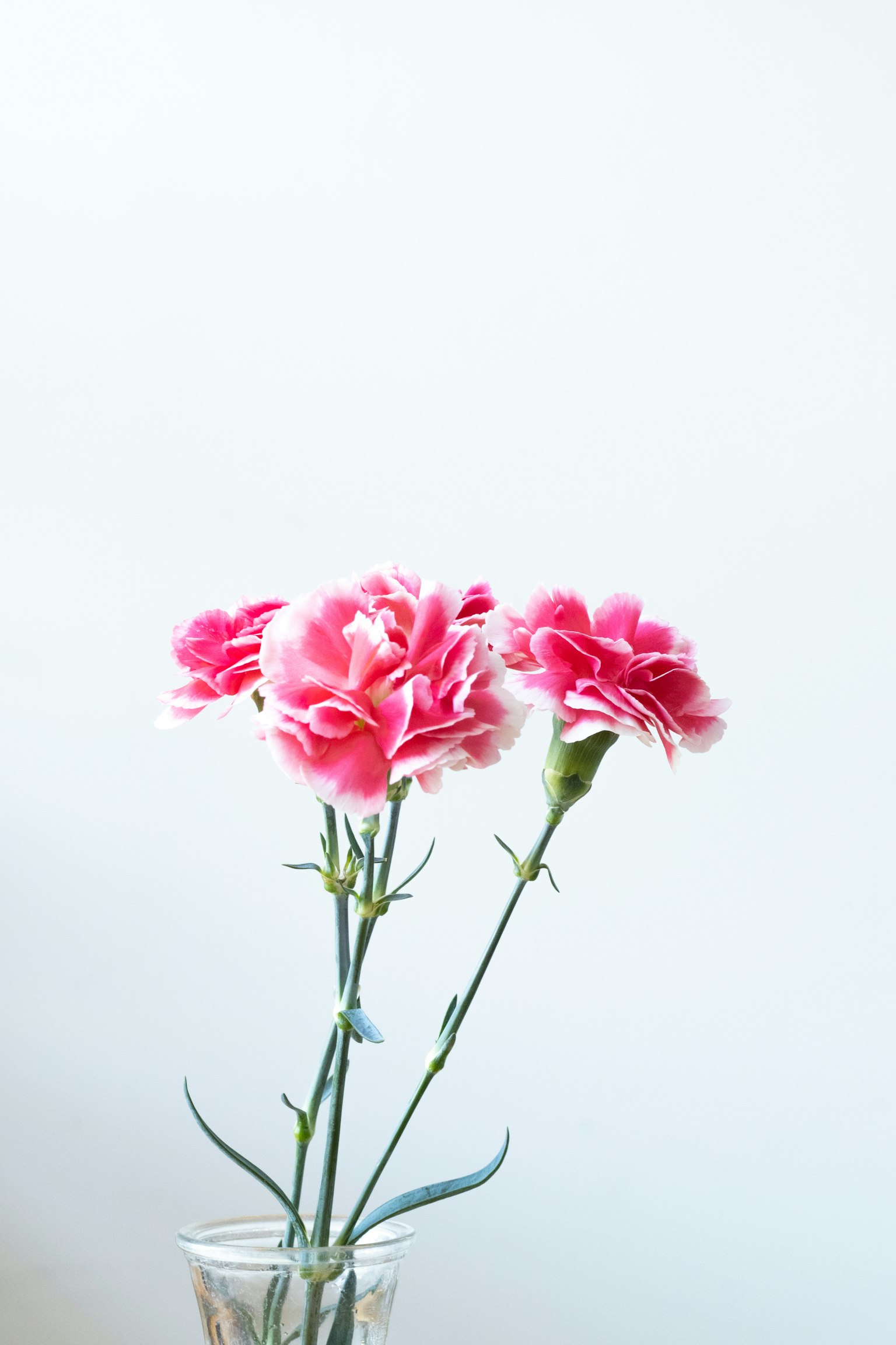 Tre garofani rosa in un vaso di vetro su uno sfondo morbido