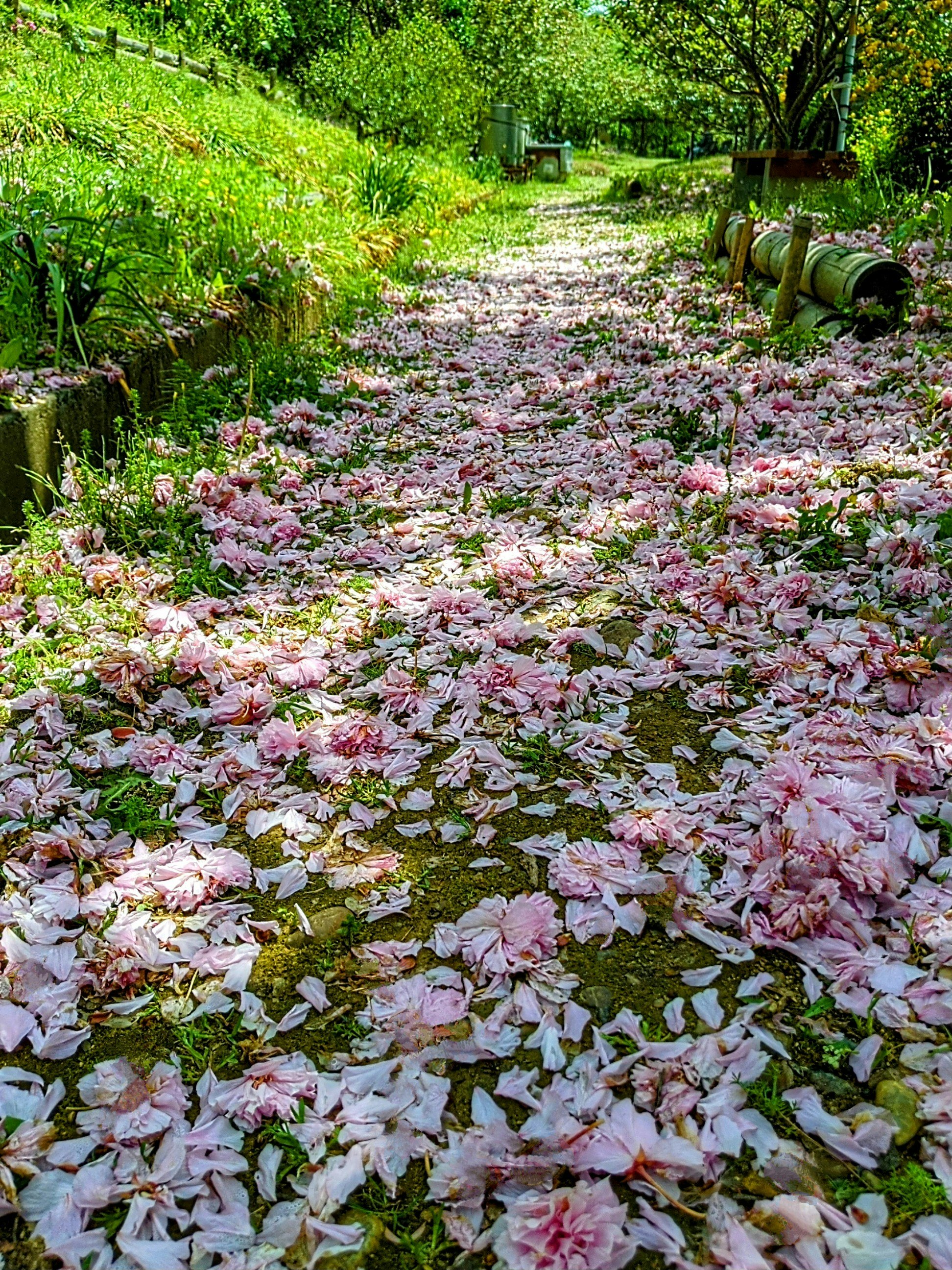 花びらの絨毯が敷かれた春の小道